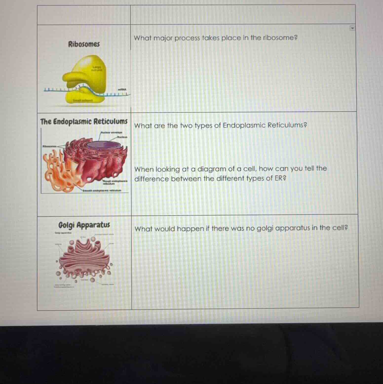 what major process takes place in the ribosome? what are the two types …