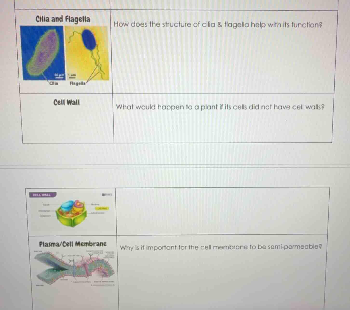 cilia and flagella how does the structure of cilia & flagella help with…