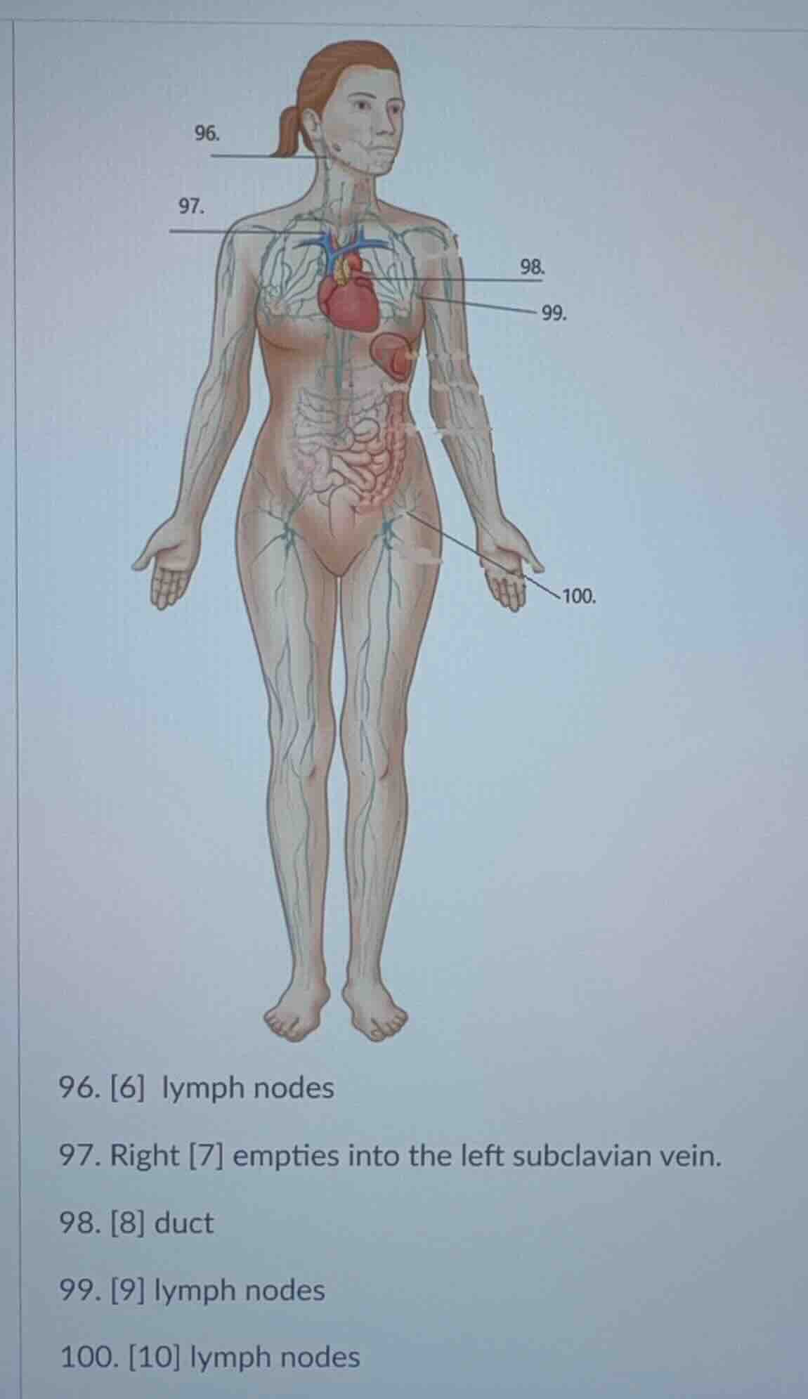 96. 6 lymph nodes 97. right 7 empties into the left subclavian vein. 98…