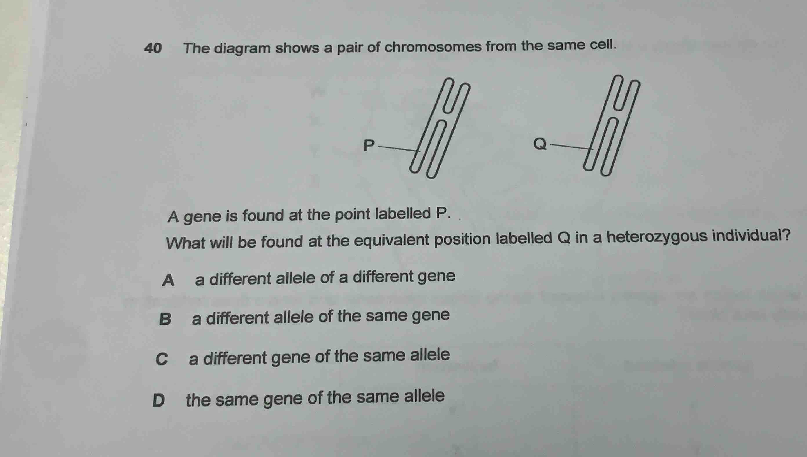 40 the diagram shows a pair of chromosomes from the same cell. a gene i…