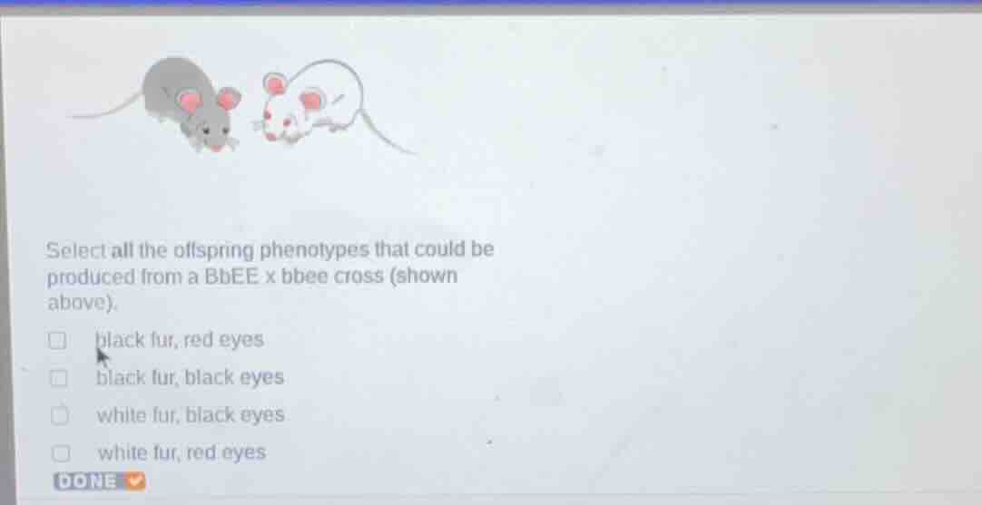 select all the offspring phenotypes that could be produced from a bbee …