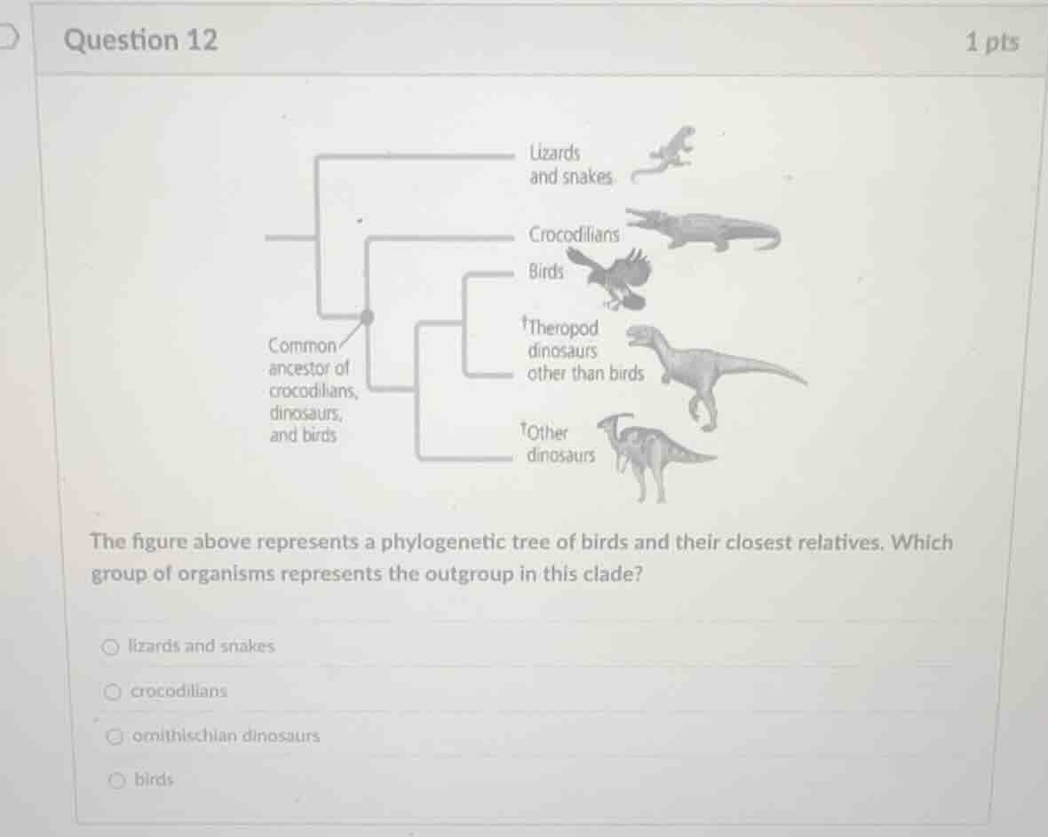 the figure above represents a phylogenetic tree of birds and their clos…