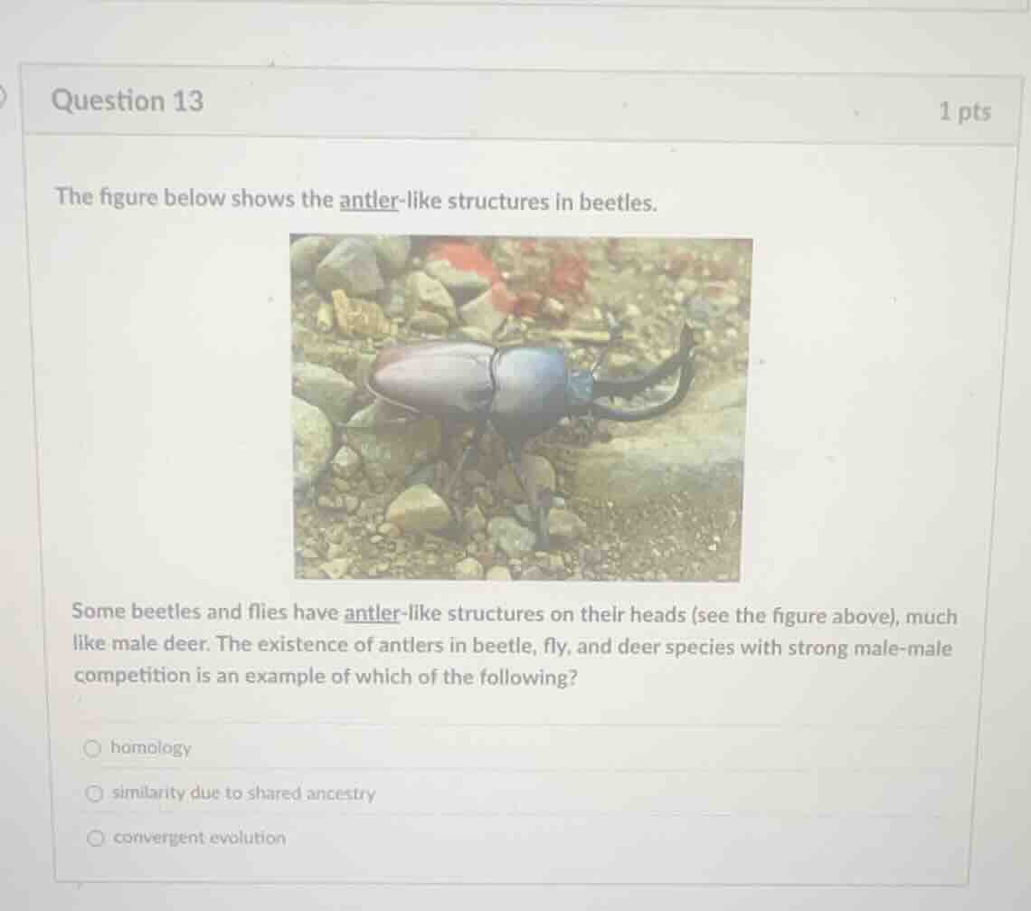 question 13 1 pts the figure below shows the antler-like structures in …