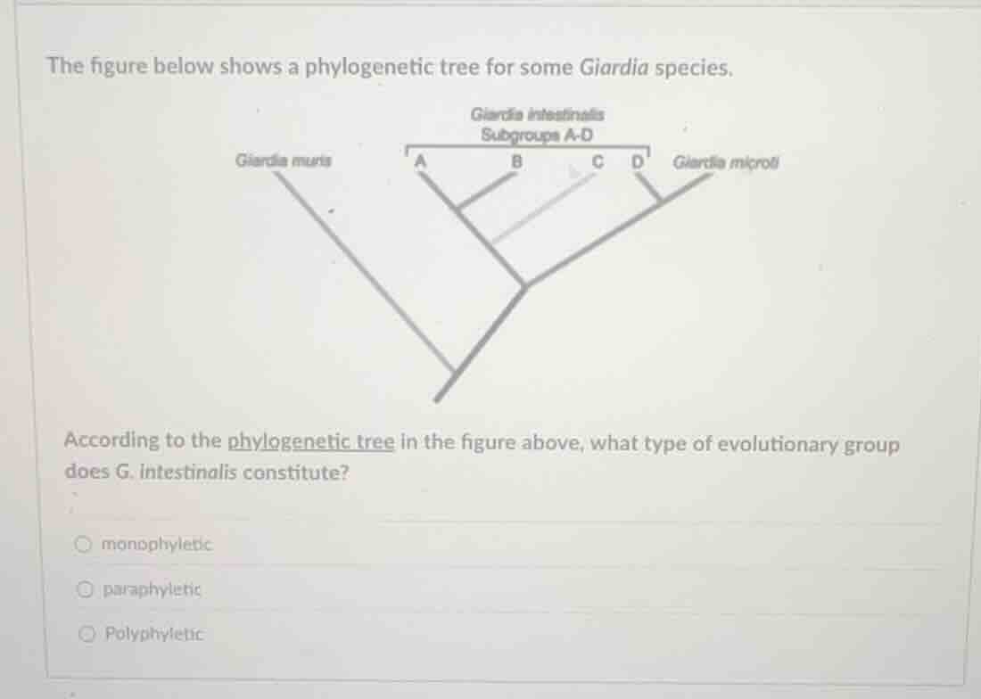the figure below shows a phylogenetic tree for some giardia species. ac…