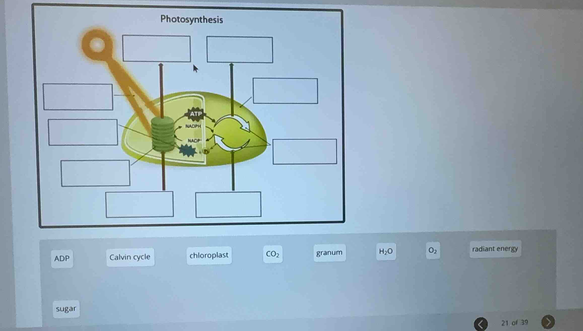photosynthesis atp nadph nadp+ adp calvin cycle chloroplast co2 granum …