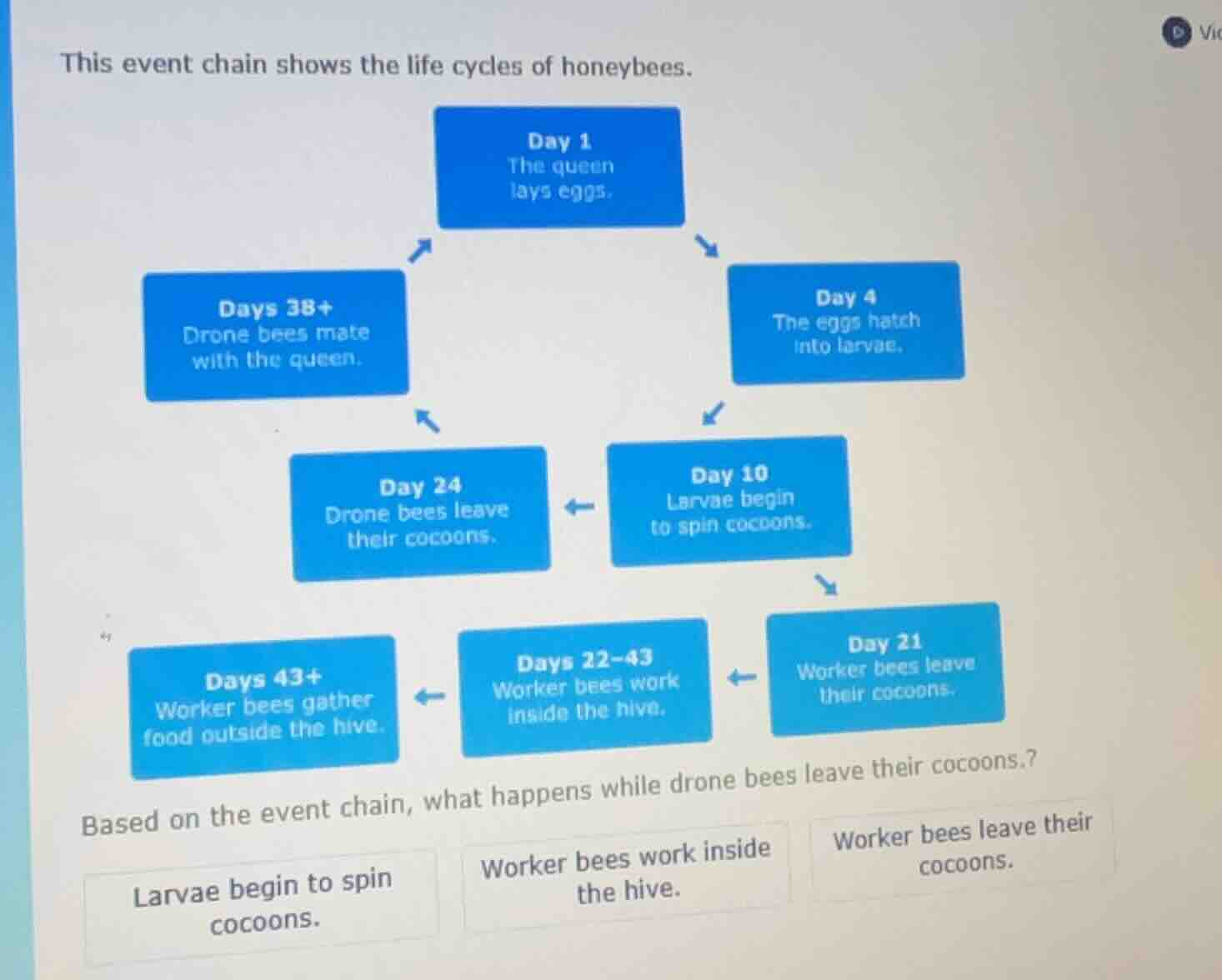 this event chain shows the life cycles of honeybees. based on the event…