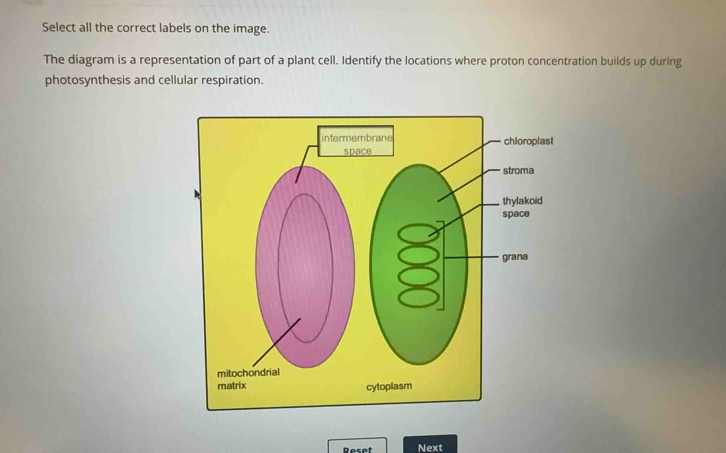 select all the correct labels on the image. the diagram is a representa…