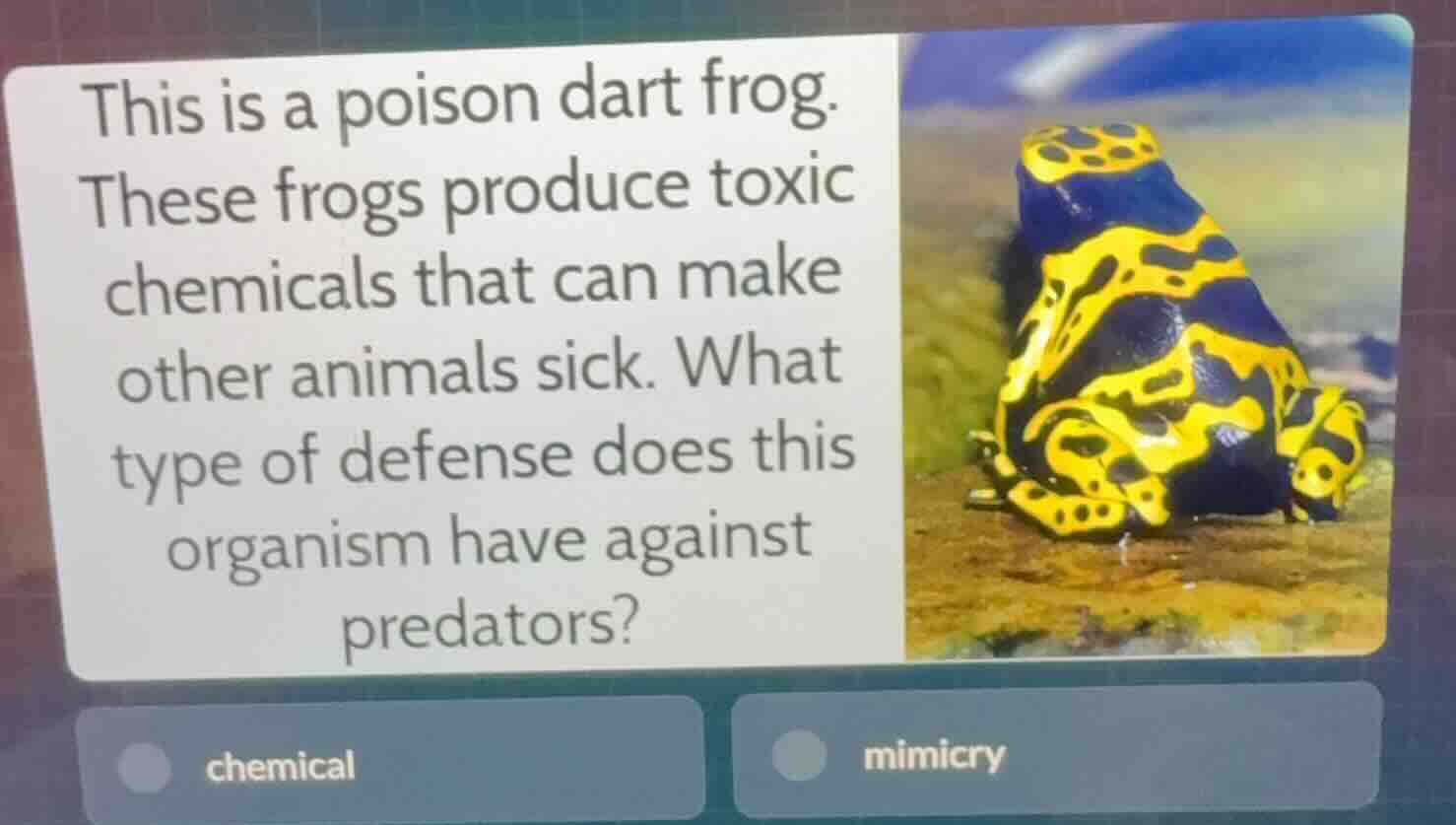 this is a poison dart frog. these frogs produce toxic chemicals that ca…