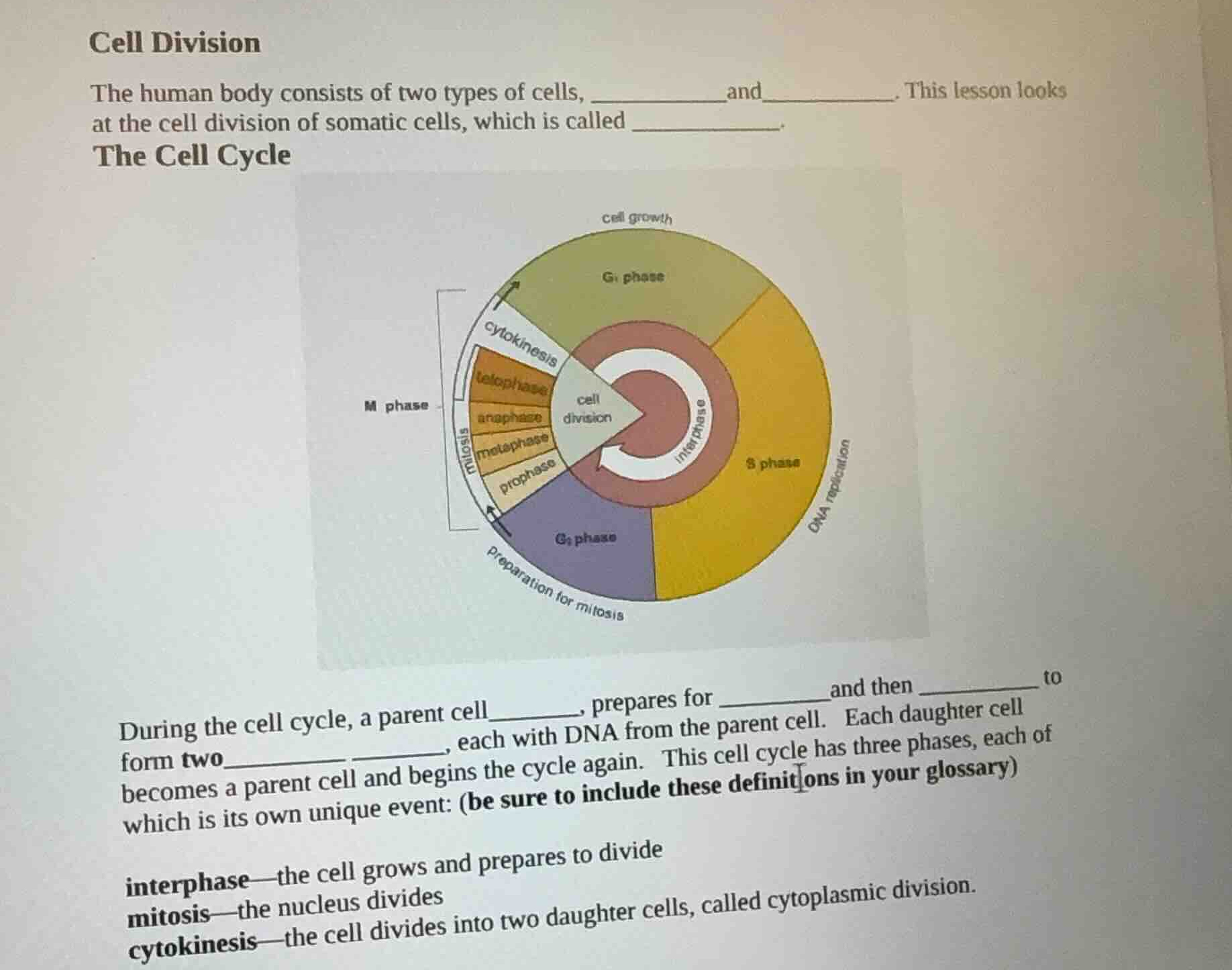 cell division the human body consists of two types of cells, _________ …