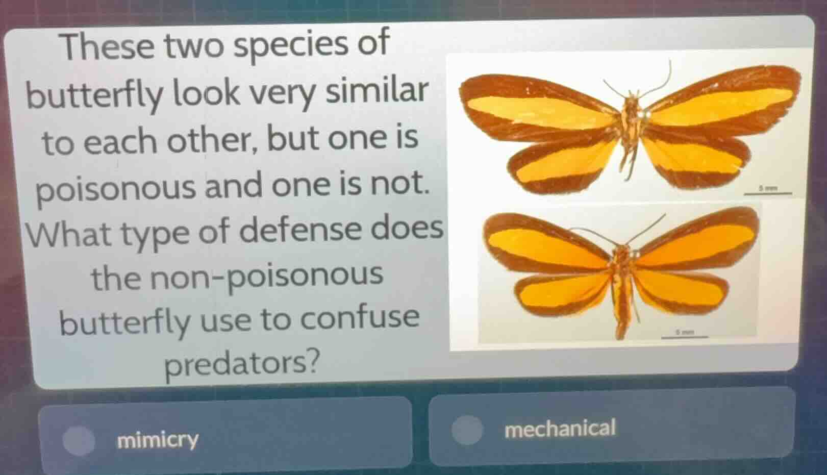 these two species of butterfly look very similar to each other, but one…