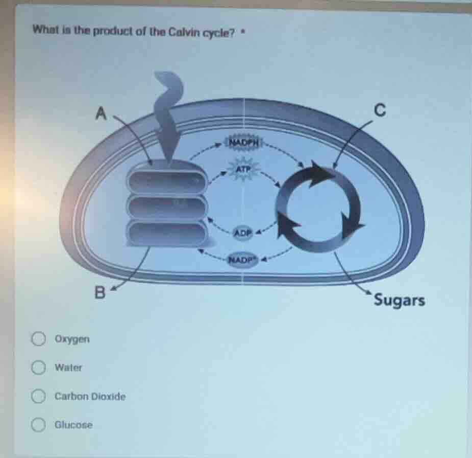 what is the product of the calvin cycle? oxygen water carbon dioxide gl…