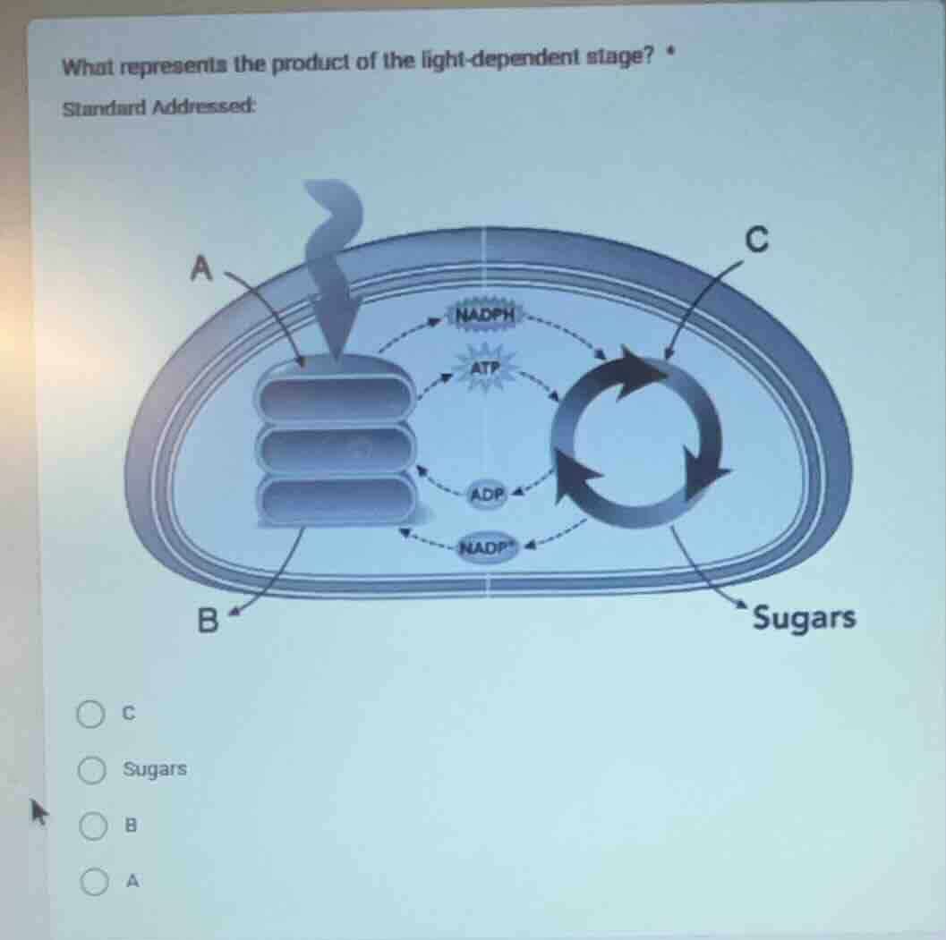 what represents the product of the light-dependent stage? * standard ad…