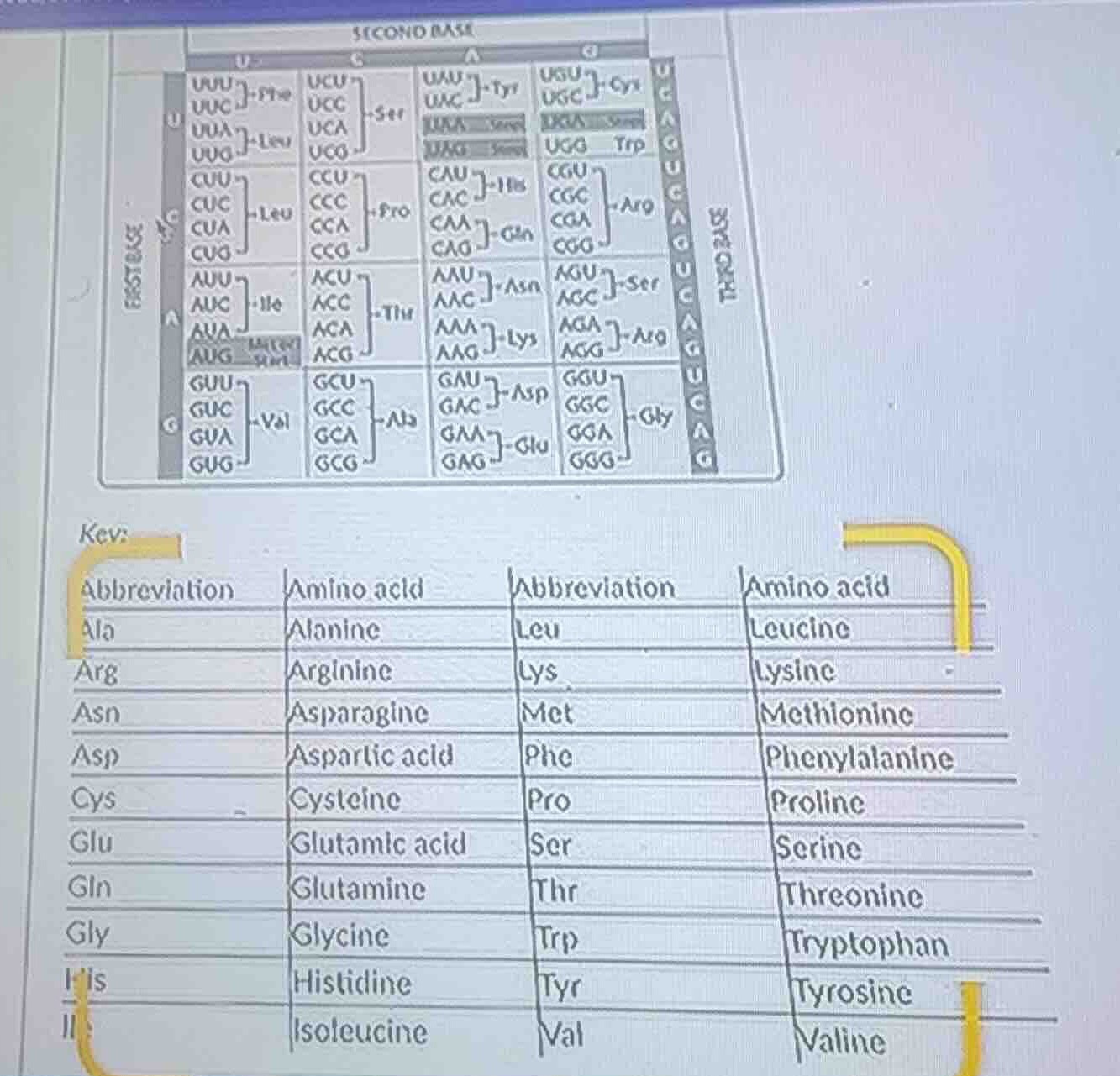 key: abbreviation amino acid abbreviation amino acid ala alanine leu le…