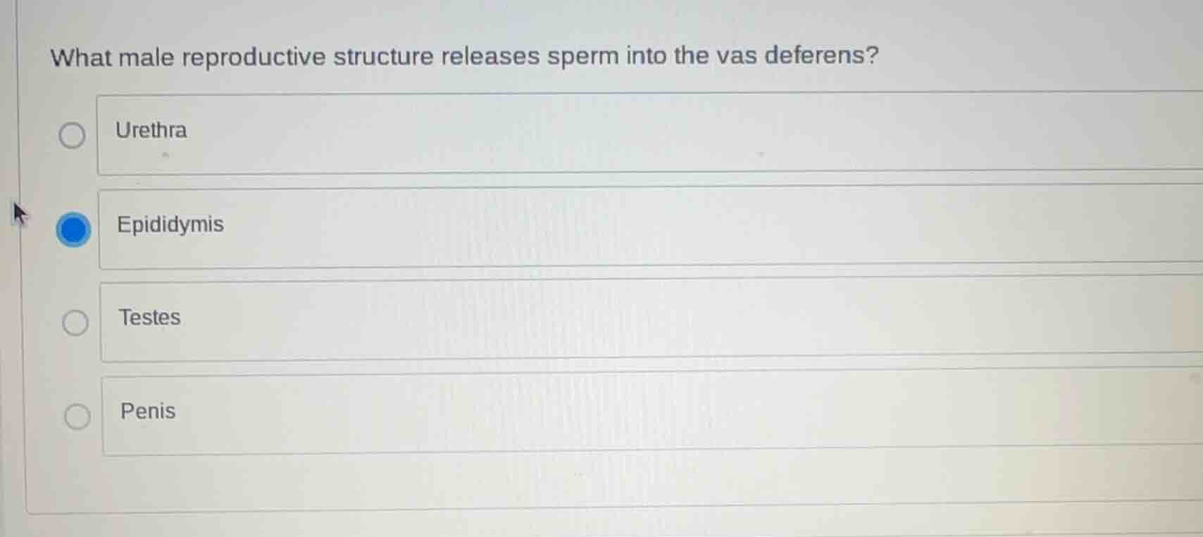 what male reproductive structure releases sperm into the vas deferens? …