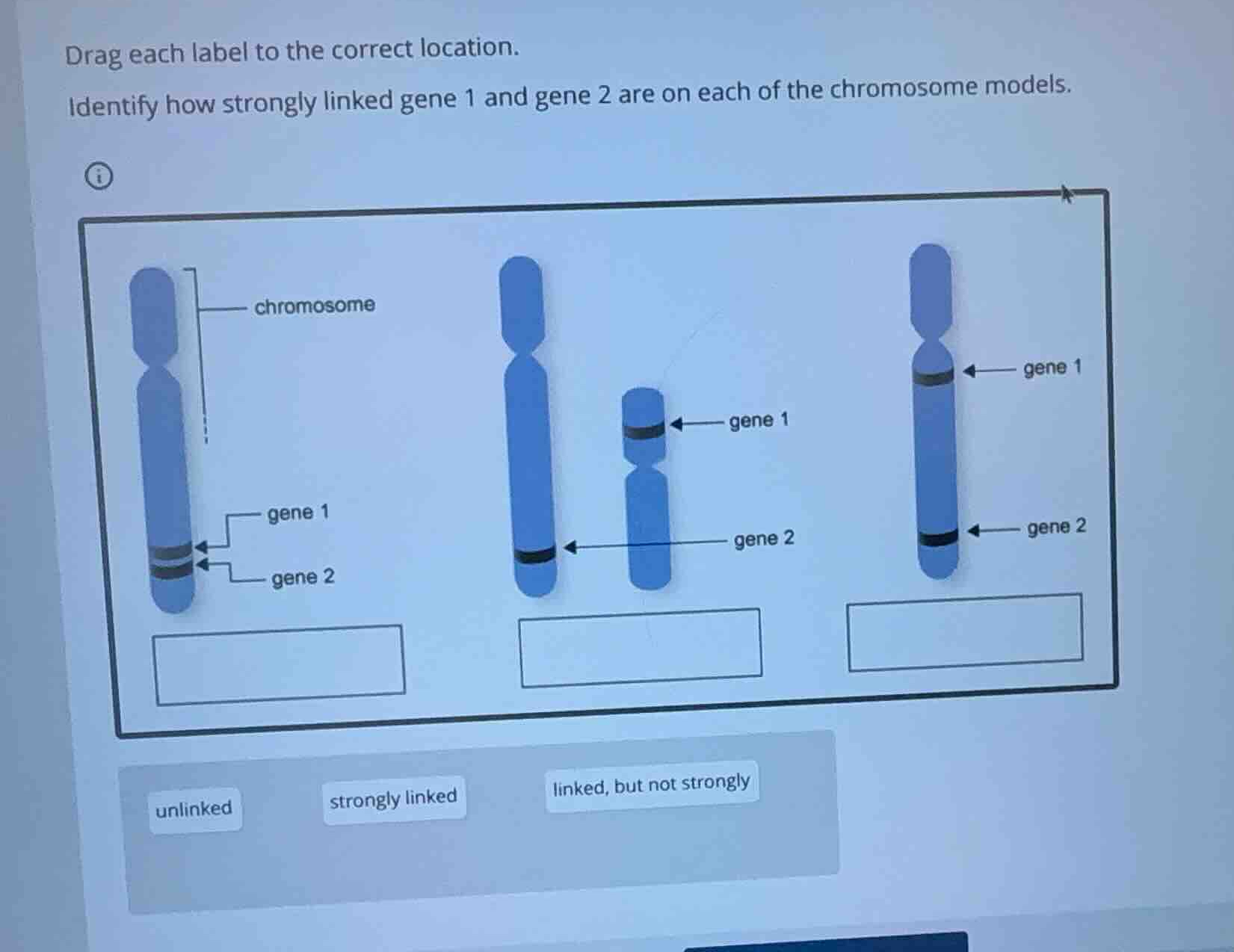 drag each label to the correct location. identify how strongly linked g…
