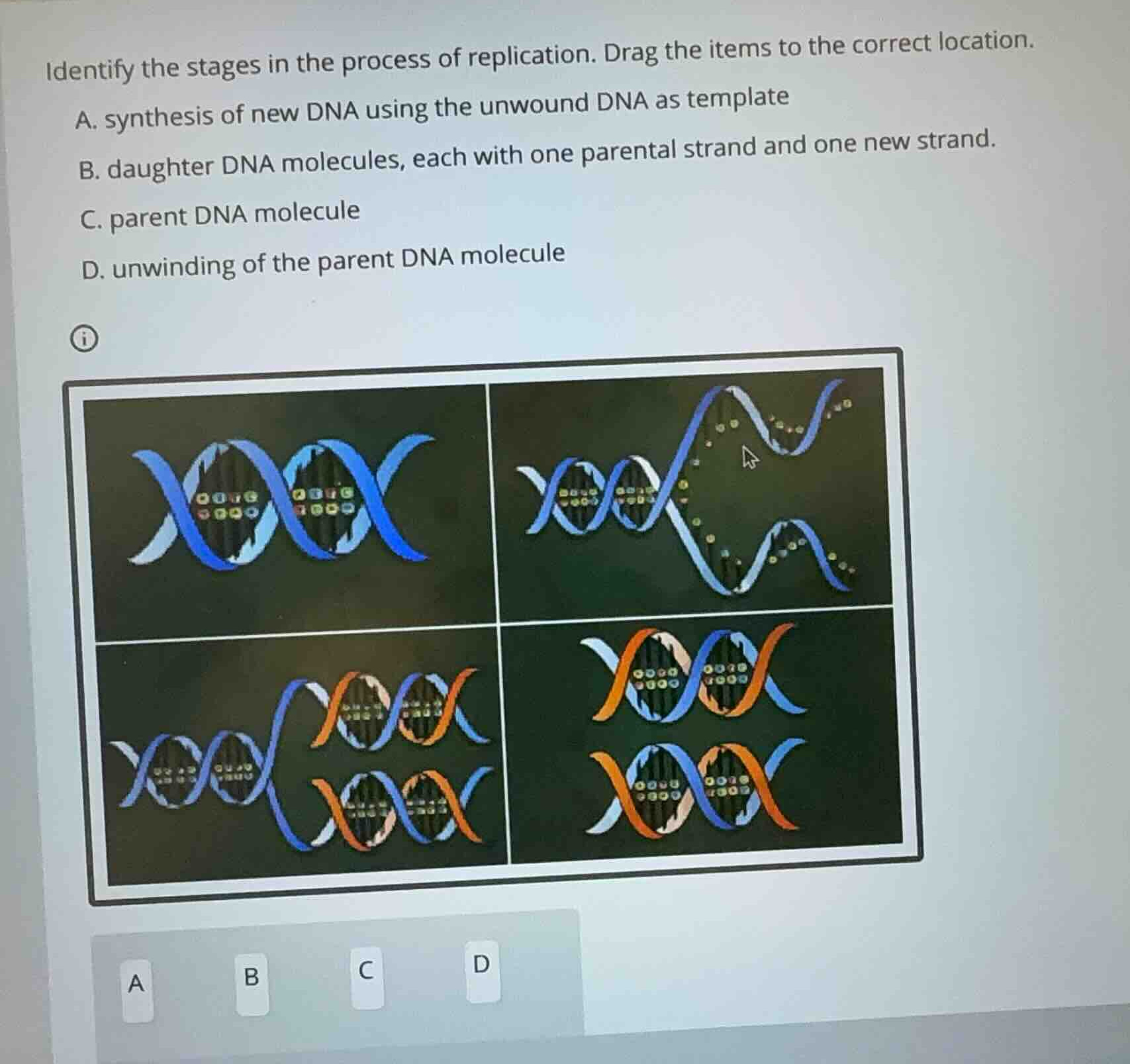 identify the stages in the process of replication. drag the items to th…