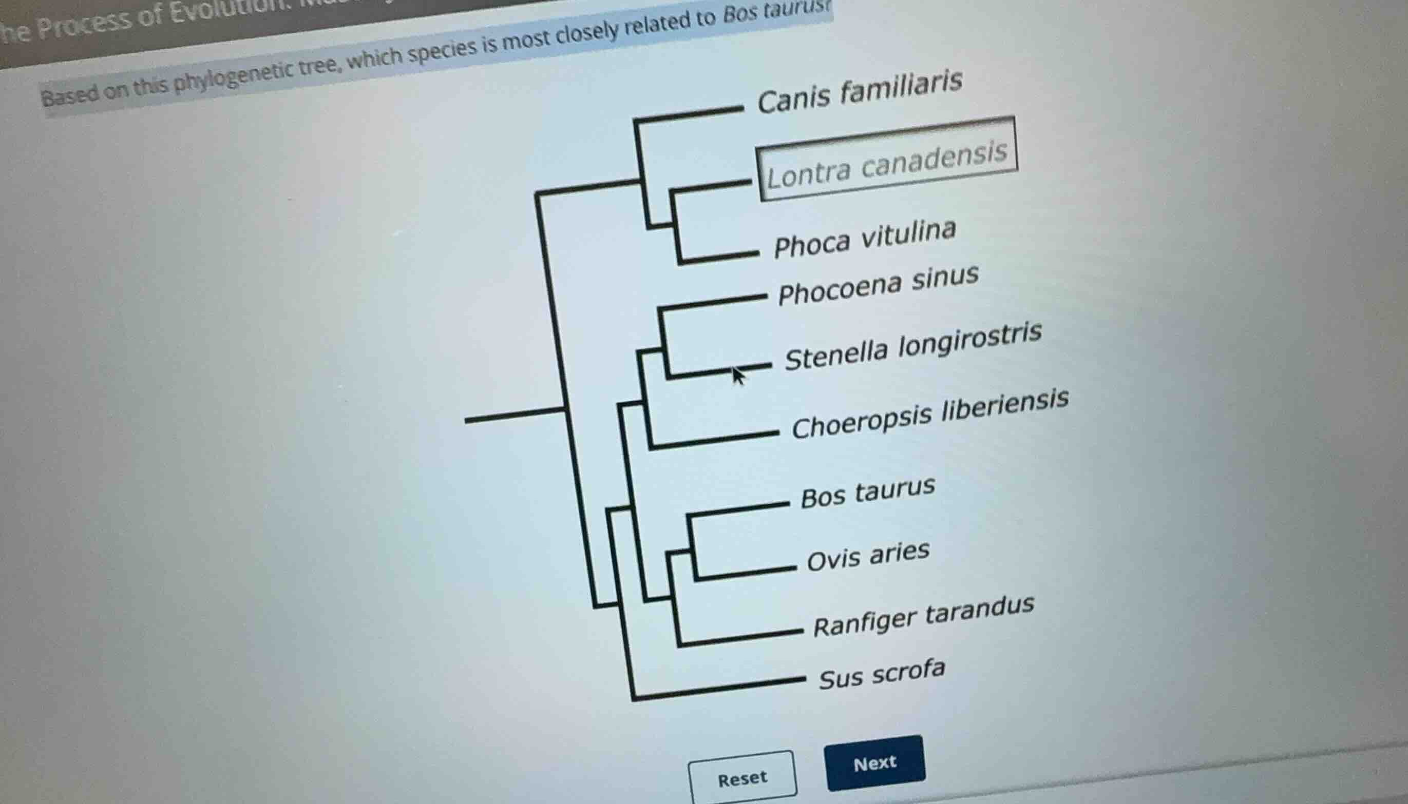 based on this phylogenetic tree, which species is most closely related …