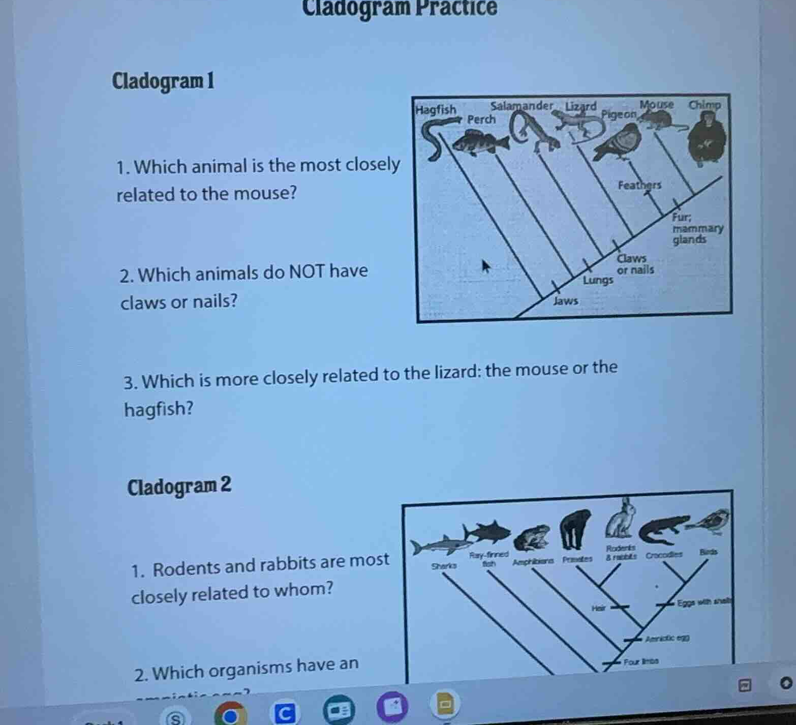 cladogram practice cladogram 1 1. which animal is the most closely rela…