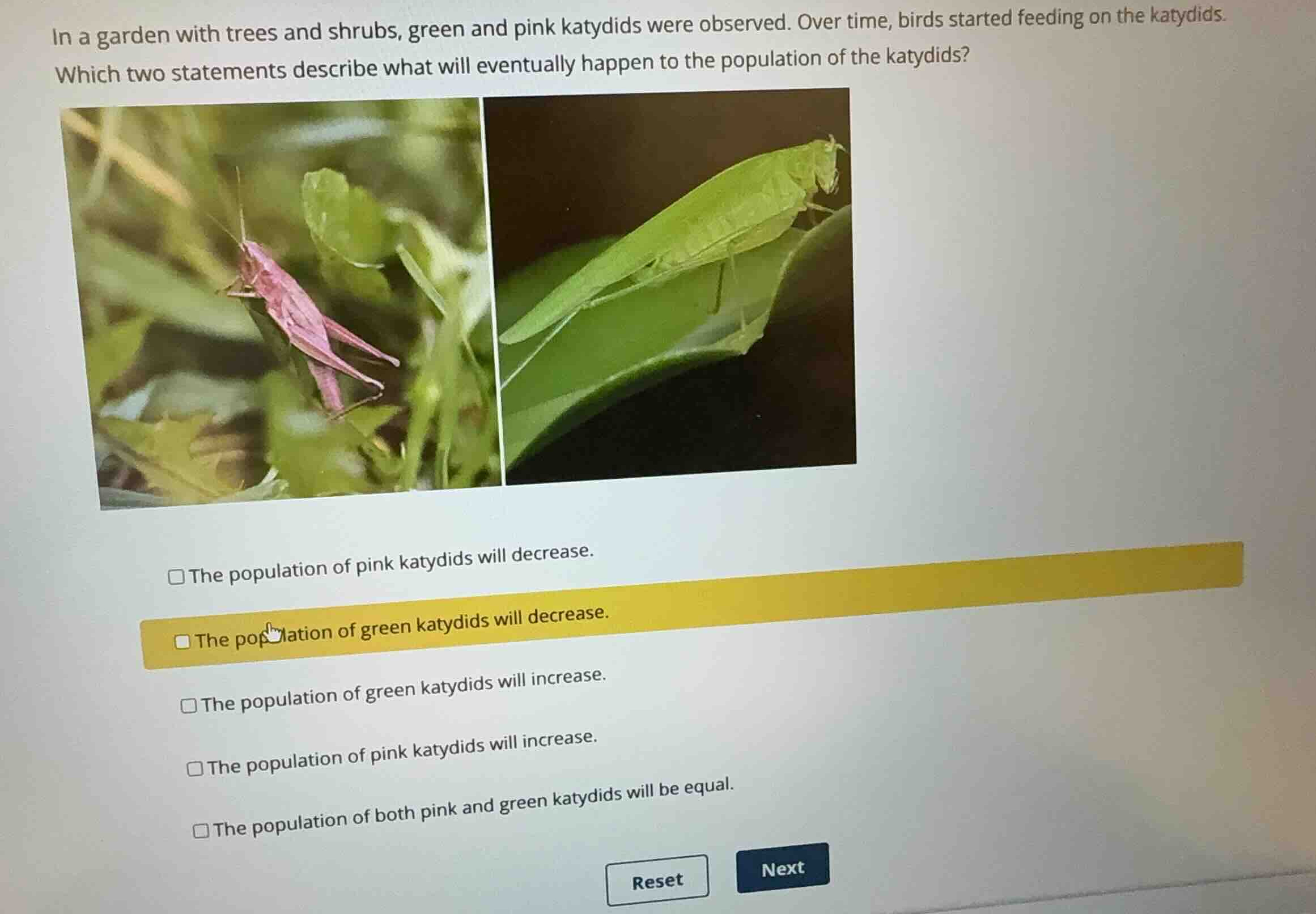 in a garden with trees and shrubs, green and pink katydids were observe…