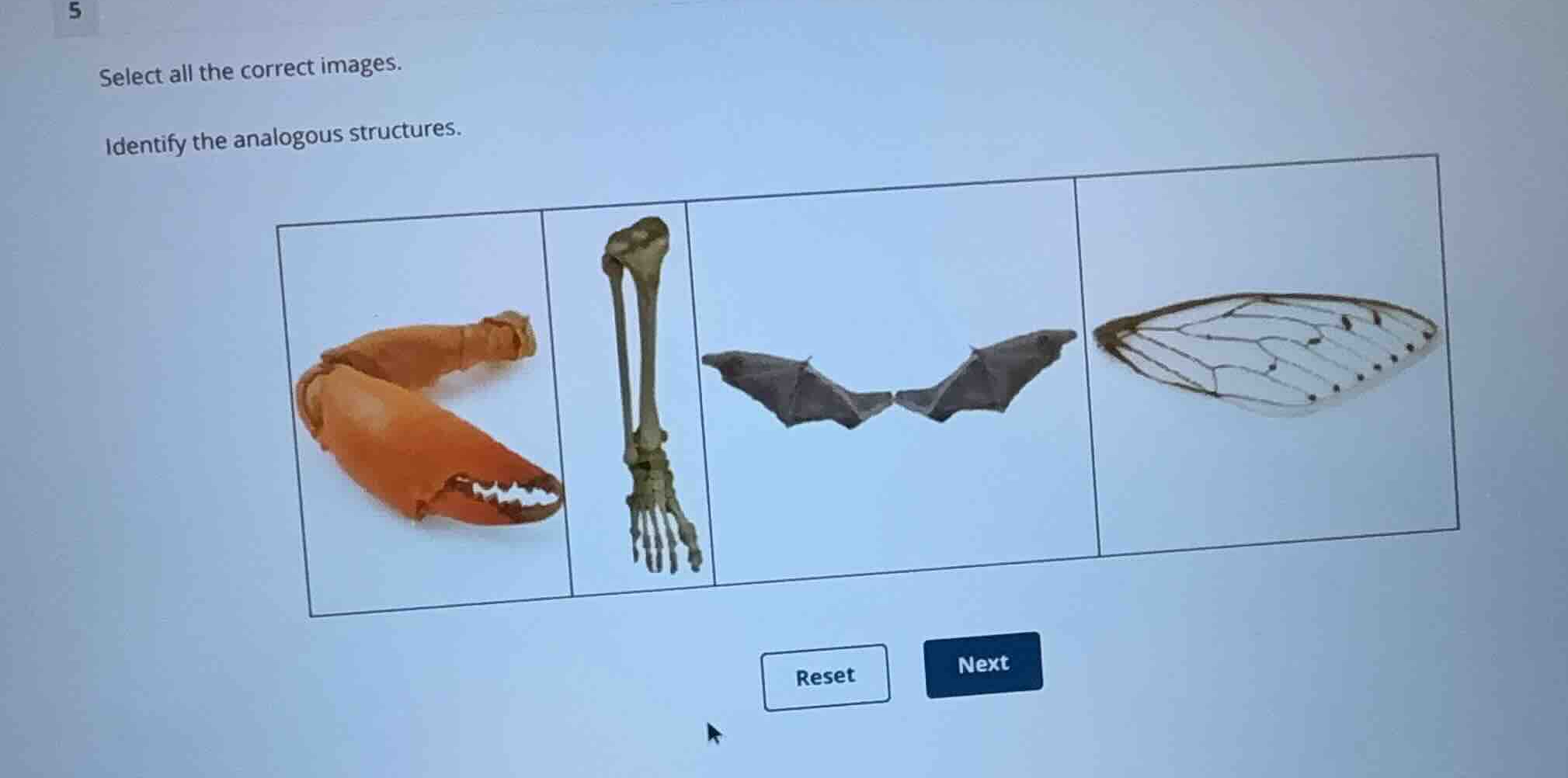 select all the correct images. identify the analogous structures.