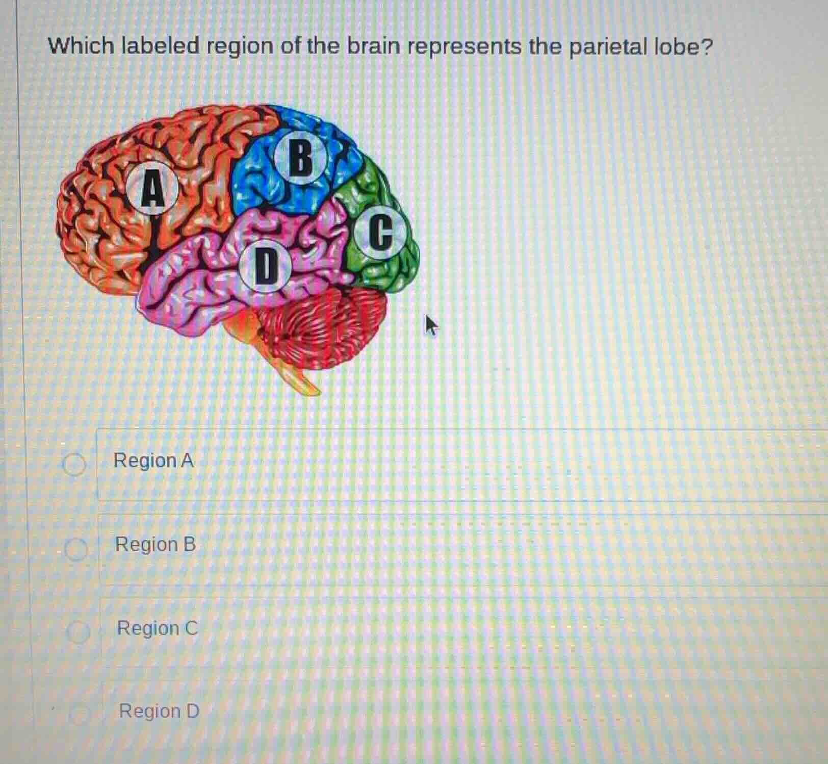 which labeled region of the brain represents the parietal lobe? region …