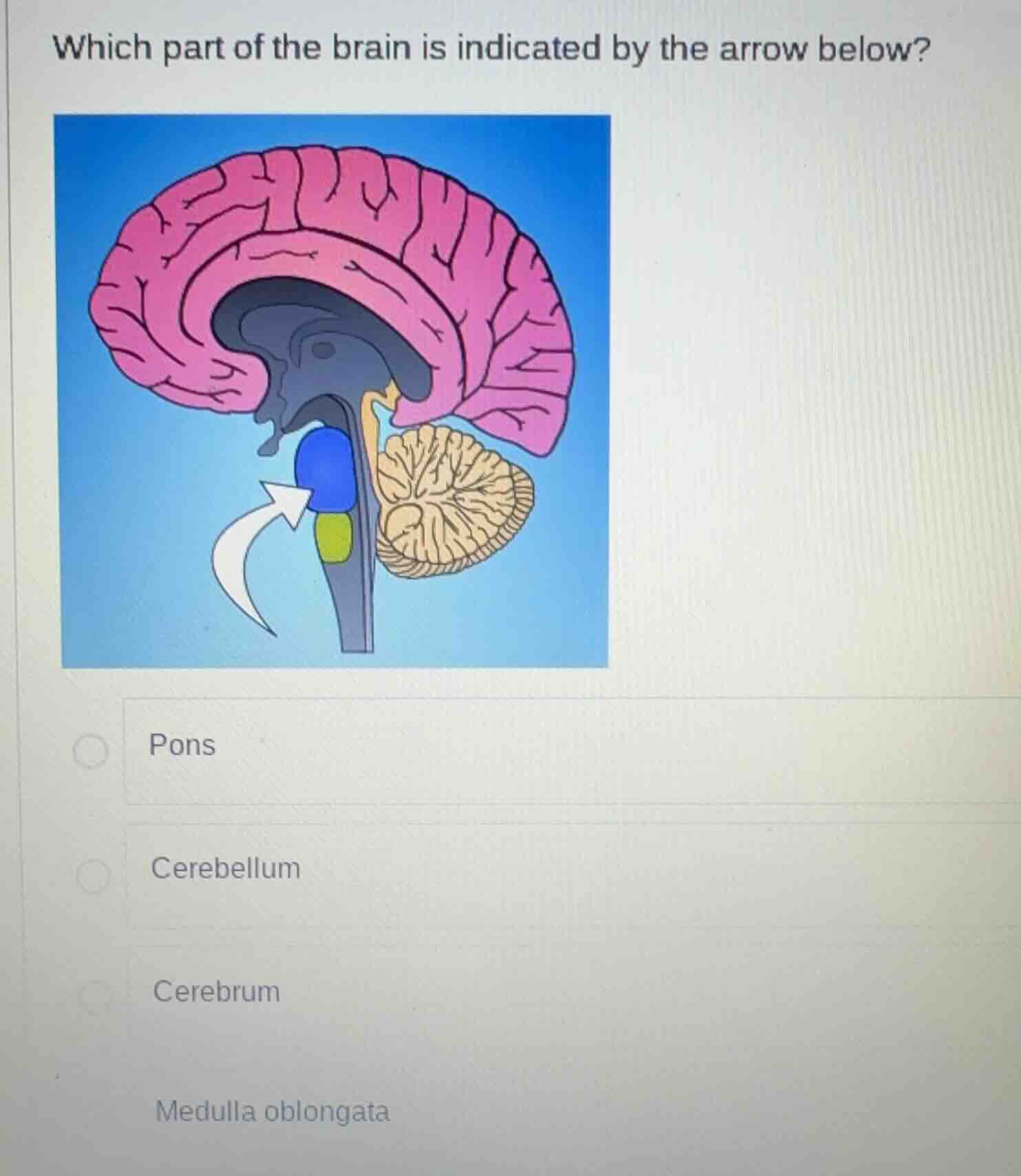 which part of the brain is indicated by the arrow below? pons cerebellu…