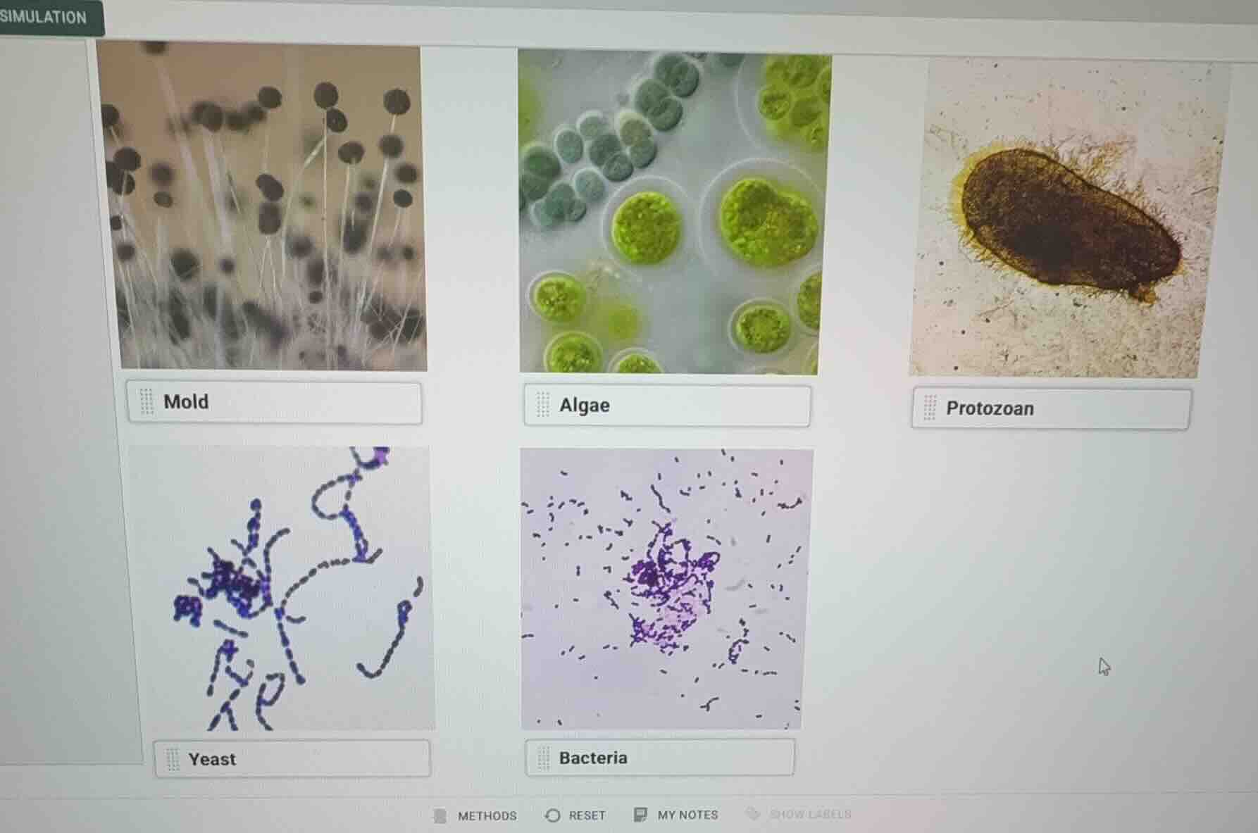mold algae protozoan yeast bacteria