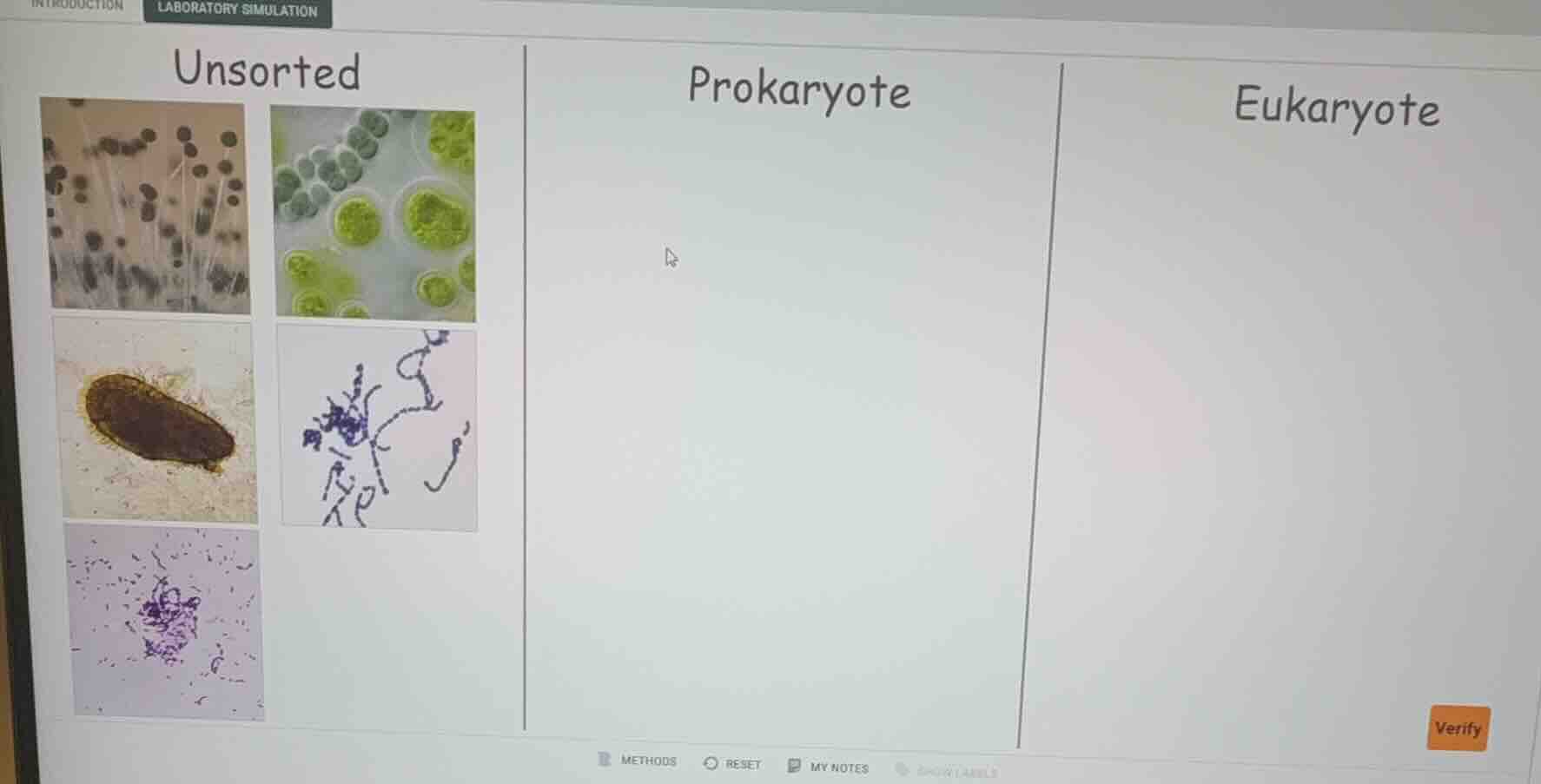 unsorted prokaryote eukaryote
