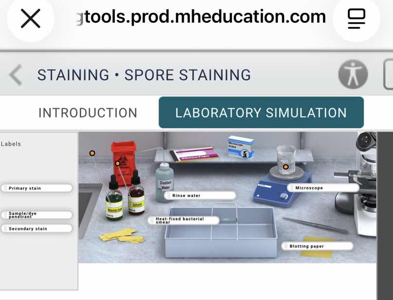 staining • spore staining laboratory simulation labels primary stain sa…