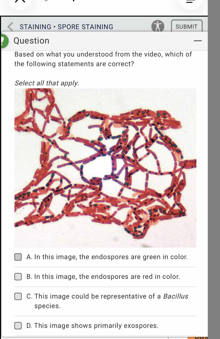staining • spore staining question based on what you understood from th…