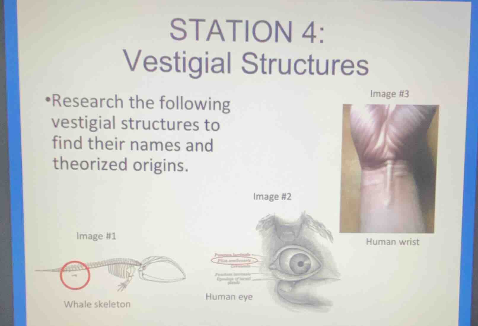station 4: vestigial structures * research the following vestigial stru…