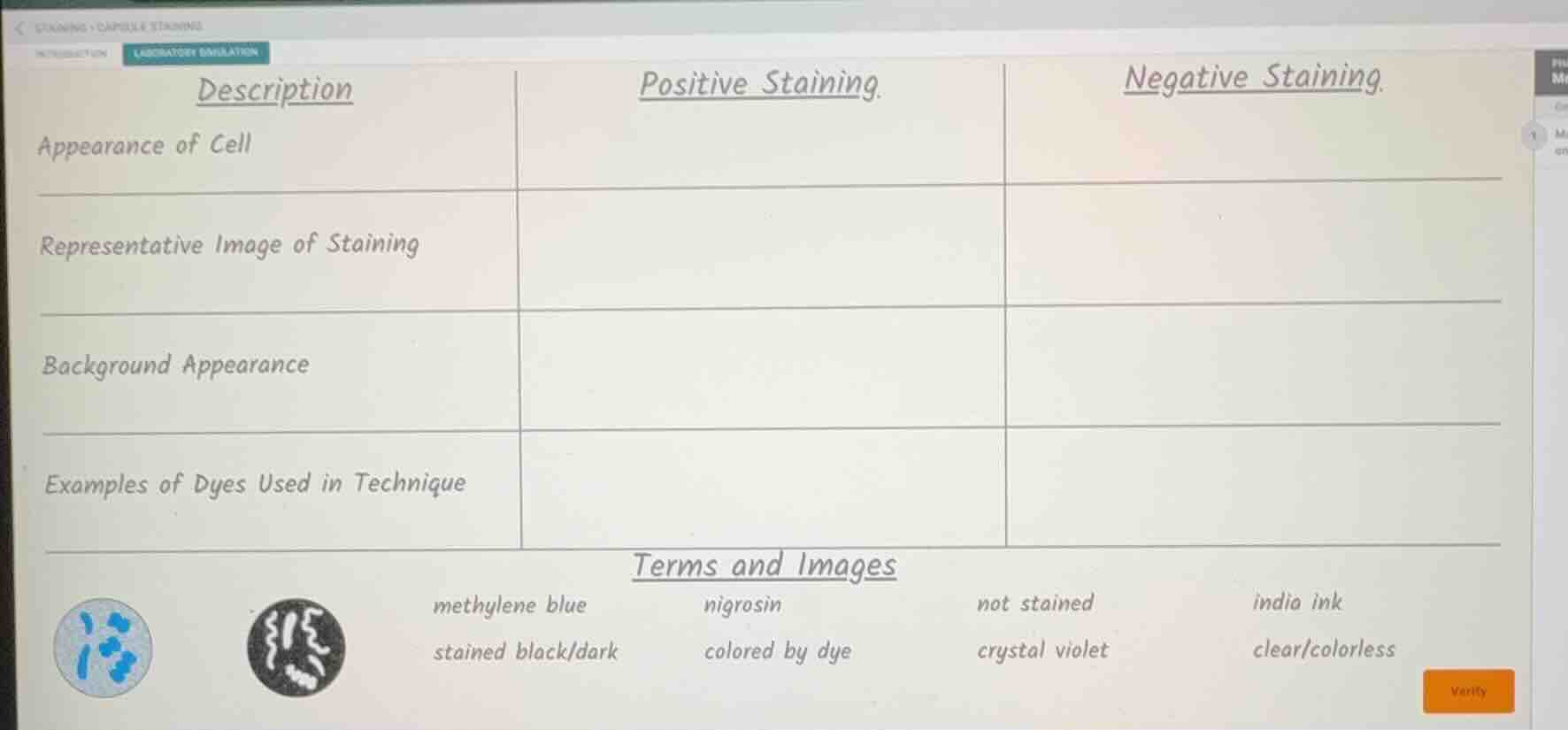 description | positive staining | negative staining appearance of cell …