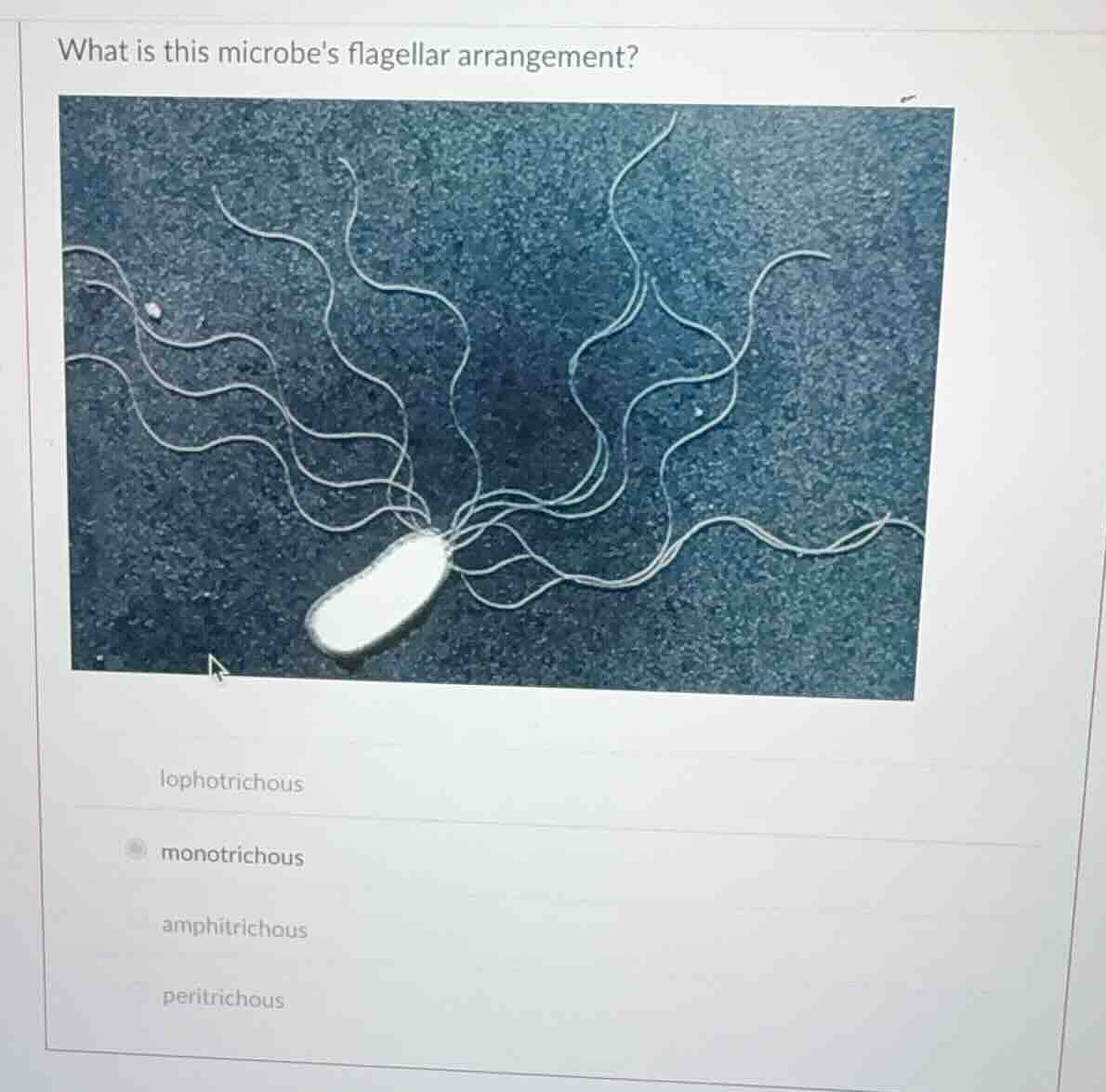 what is this microbes flagellar arrangement? lophotrichous monotrichous…