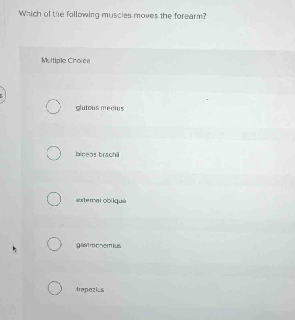 which of the following muscles moves the forearm? multiple choice glute…