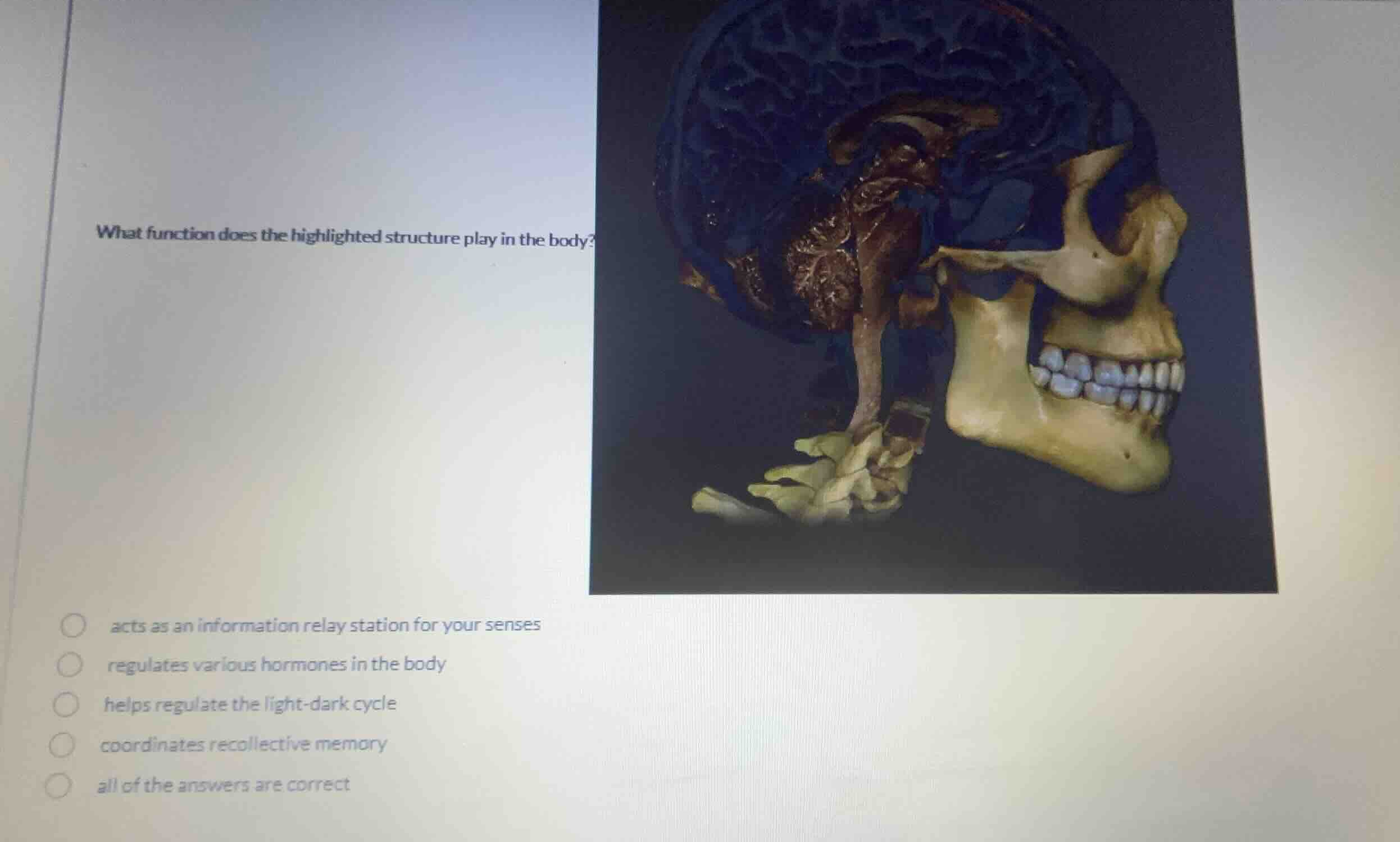 what function does the highlighted structure play in the body? acts as …