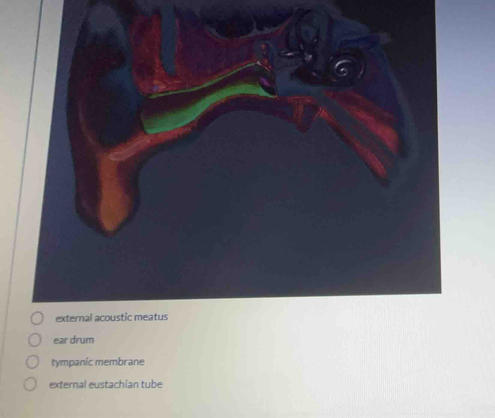 external acoustic meatus ear drum tympanic membrane external eustachian…