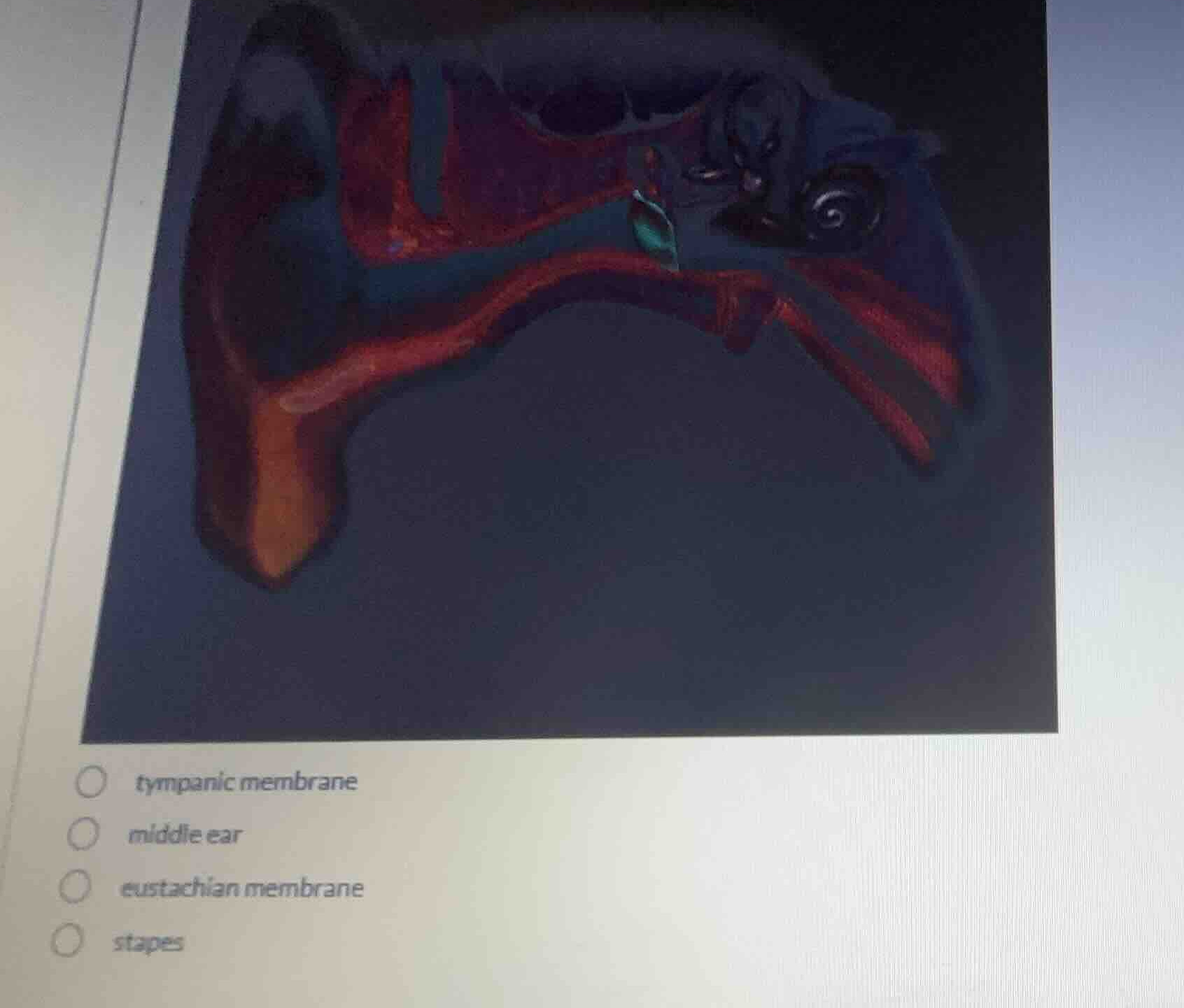 tympanic membrane middle ear eustachian membrane stapes