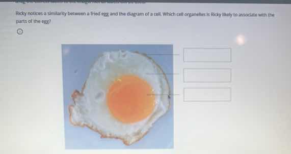 ricky notices a similarity between a fried egg and the diagram of a cel…