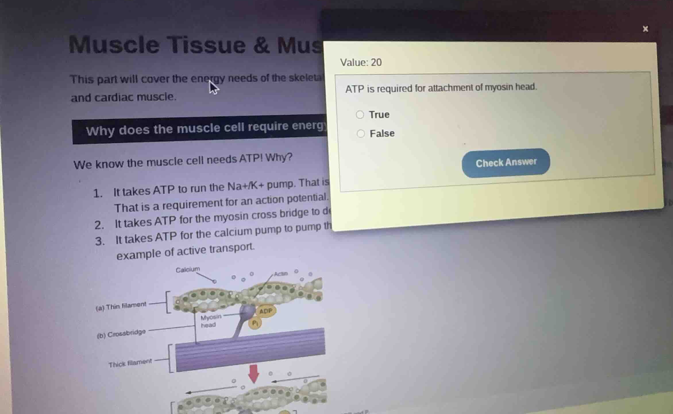 value: 20 atp is required for attachment of myosin head. true false