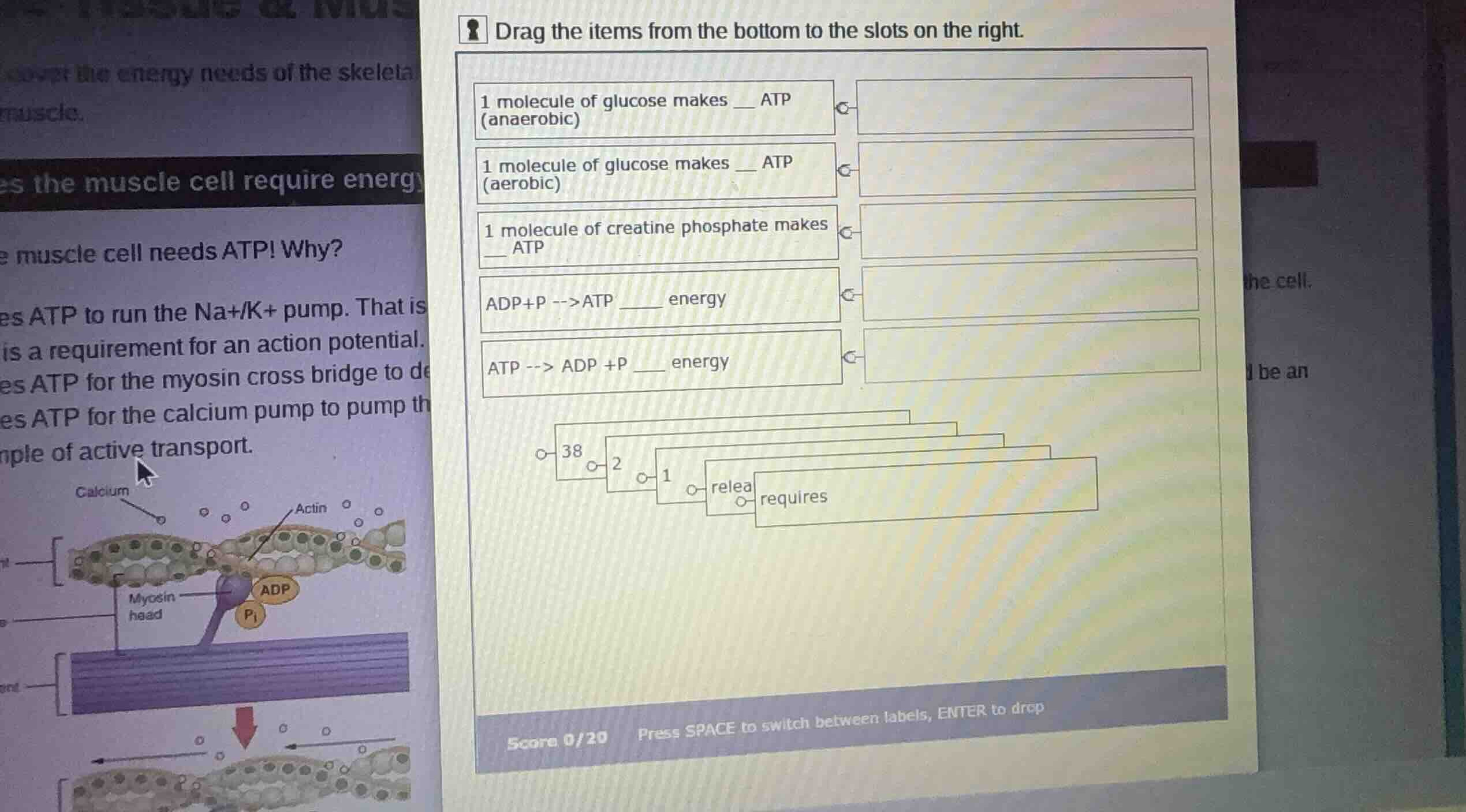 drag the items from the bottom to the slots on the right. 1 molecule of…