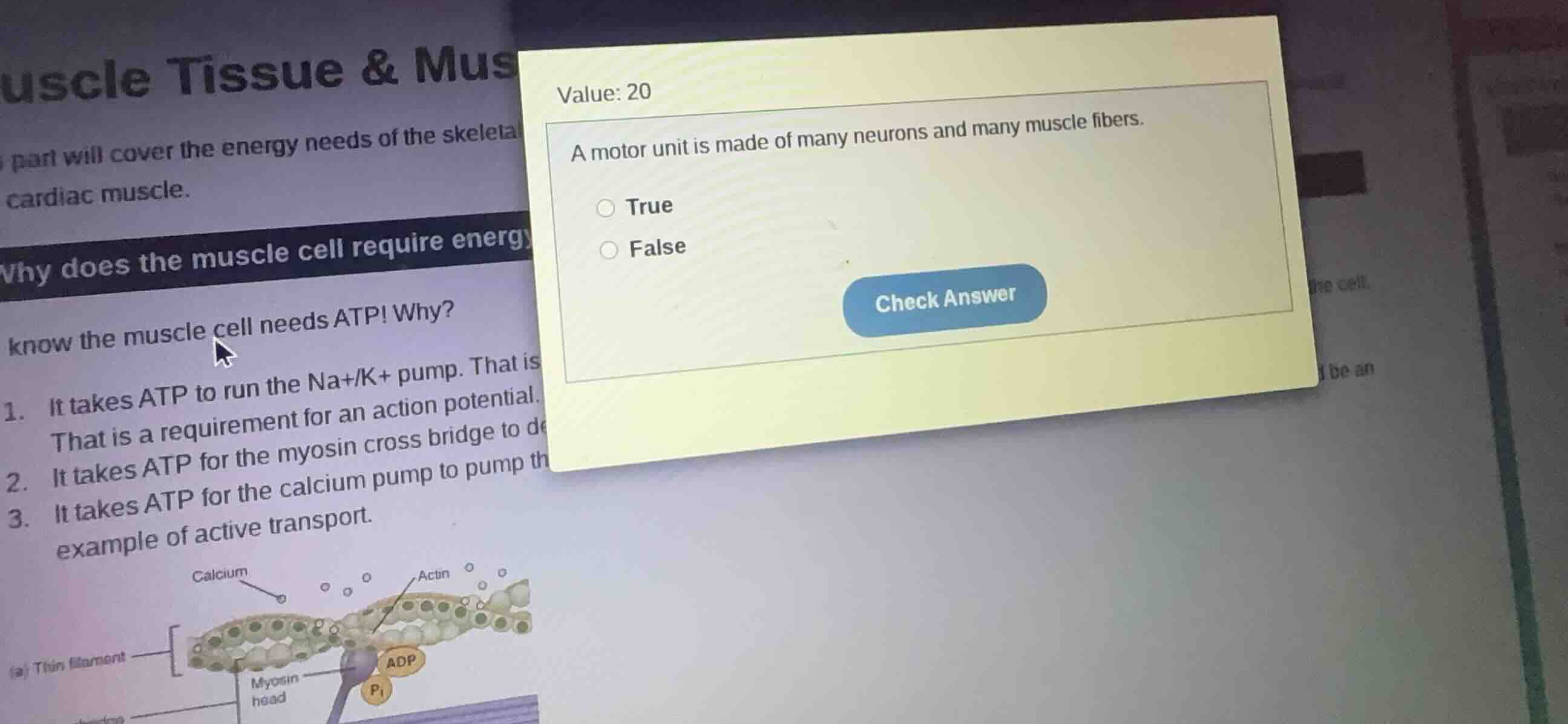 value: 20 a motor unit is made of many neurons and many muscle fibers. …