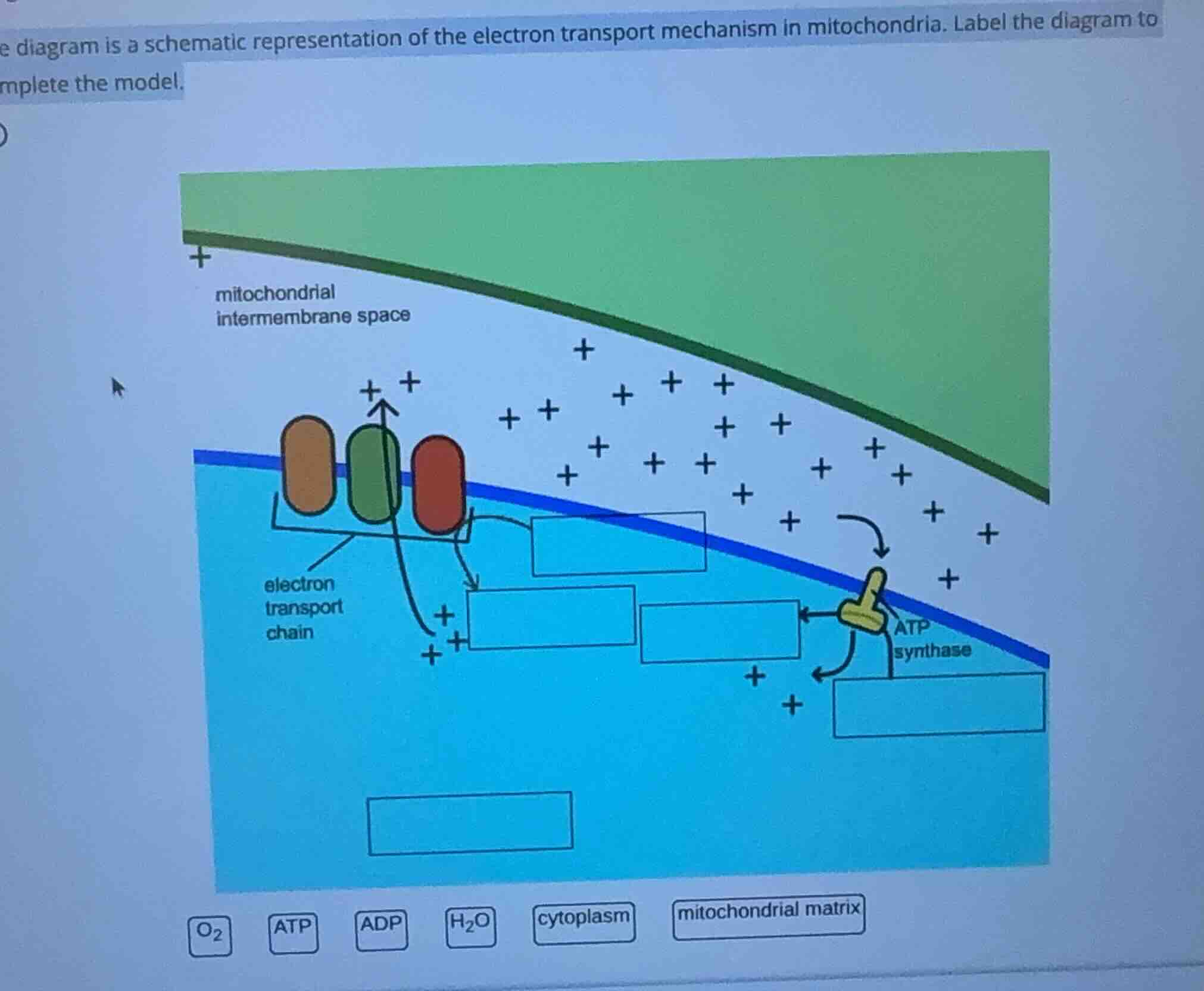 the diagram is a schematic representation of the electron transport mec…