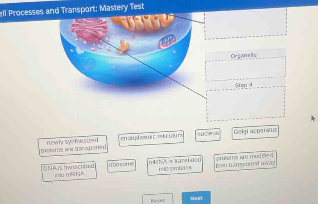 cell processes and transport: mastery test organelle step 4 newly synth…