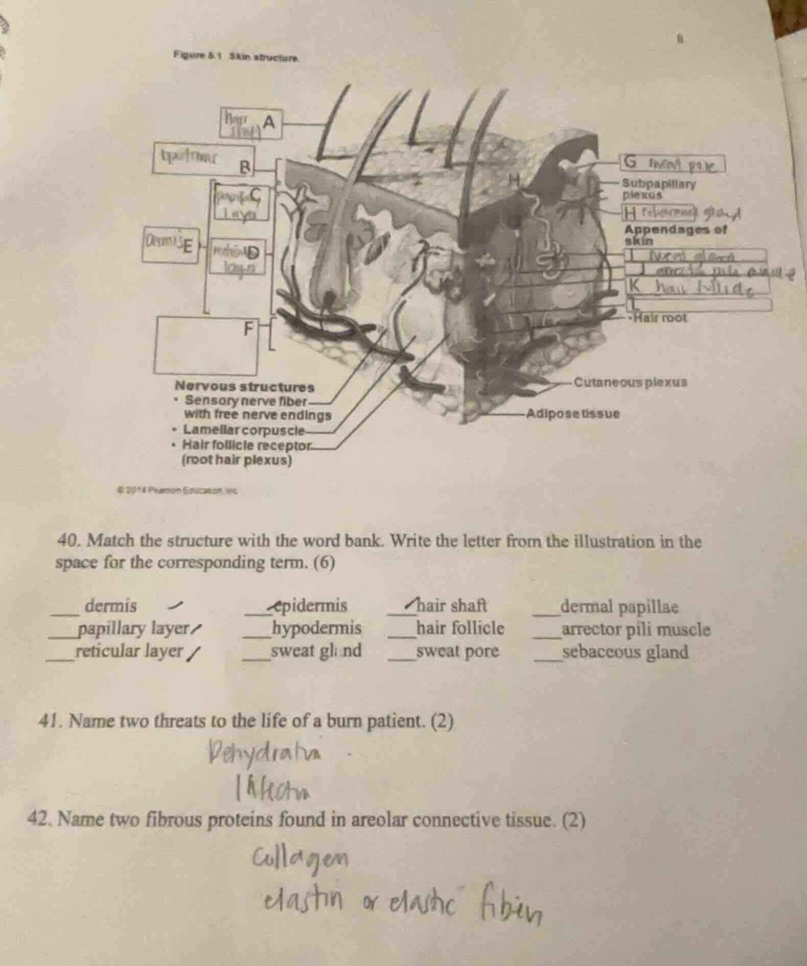 figure 5.1 skin structure. nervous structures - sensory nerve fiber wit…