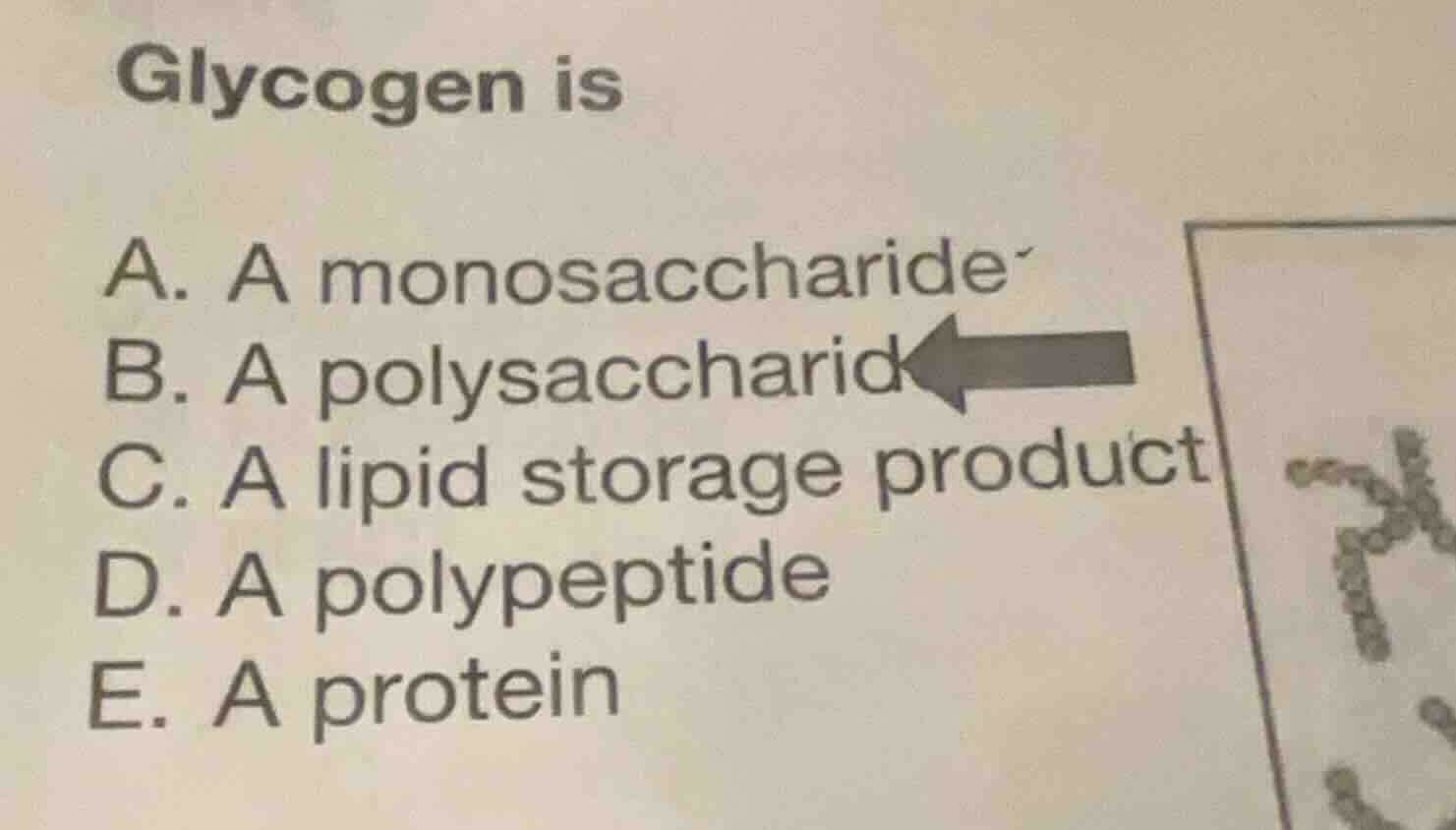 glycogen is a. a monosaccharide b. a polysaccharide c. a lipid storage …