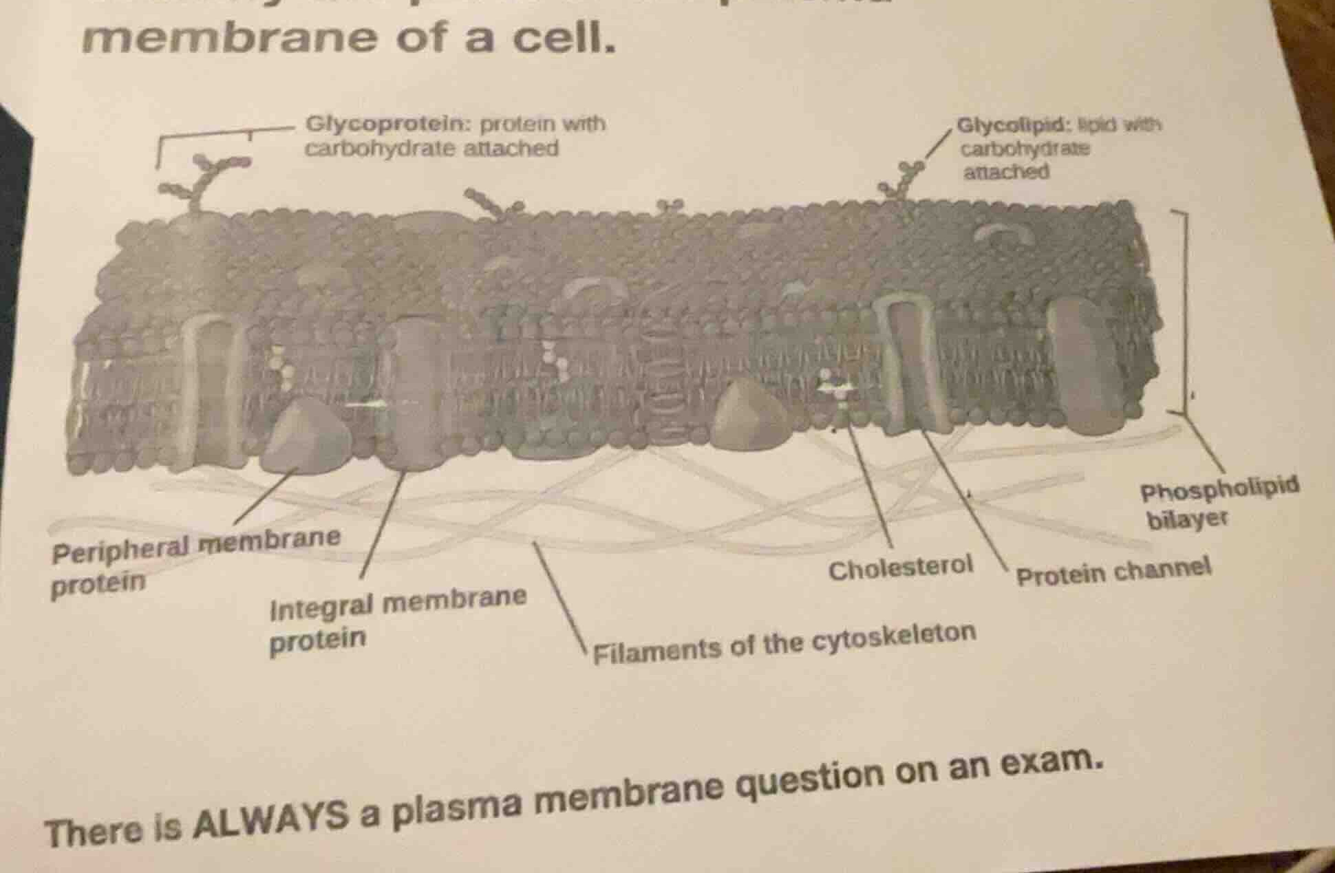 membrane of a cell. there is always a plasma membrane question on an ex…