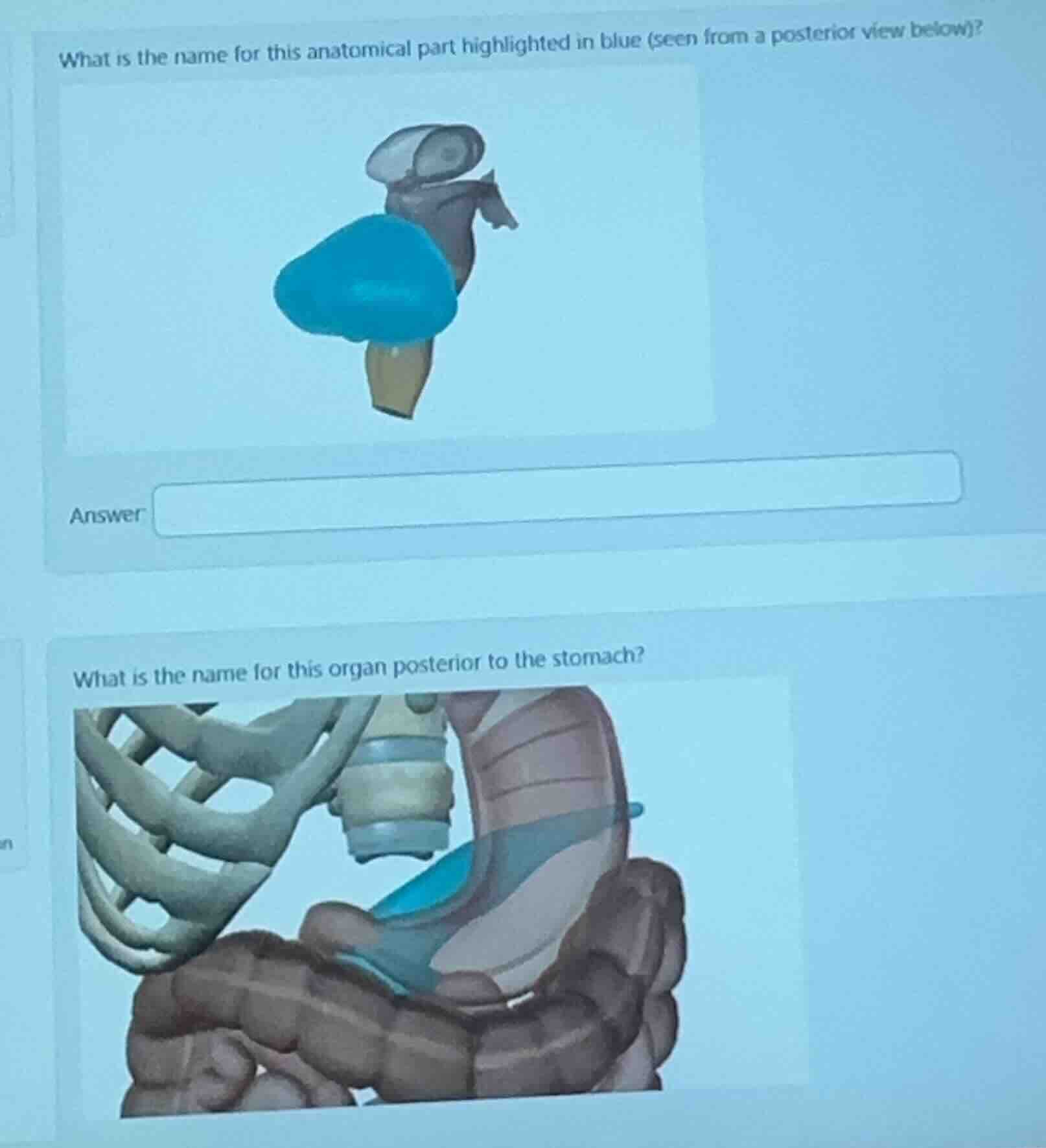 what is the name for this anatomical part highlighted in blue (seen fro…