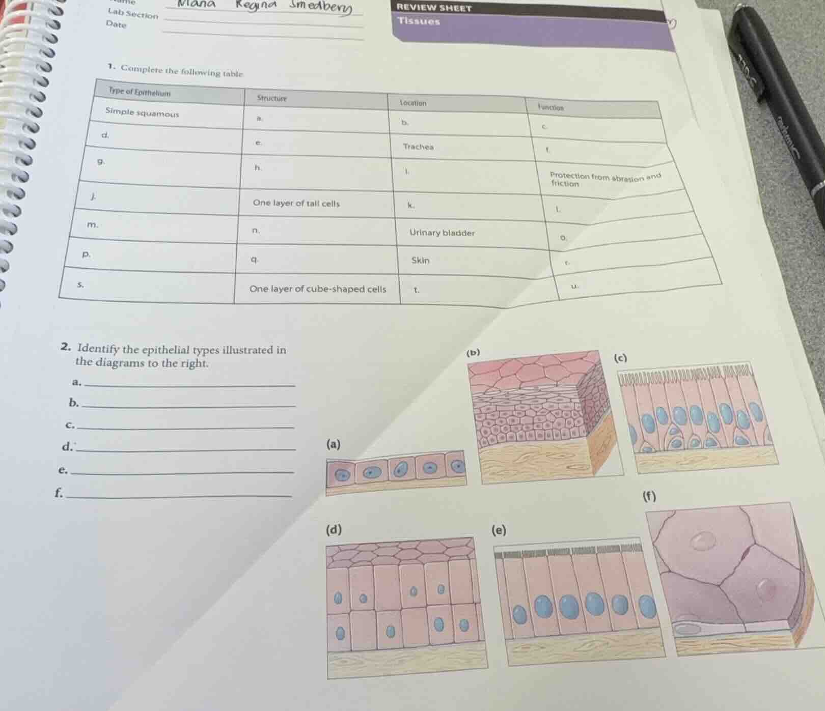 review sheet tissues 1. complete the following table: \\begin{tabular}{…