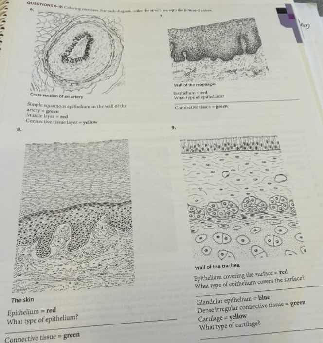 questions 6-9: coloring exercises. for each diagram, color the structur…