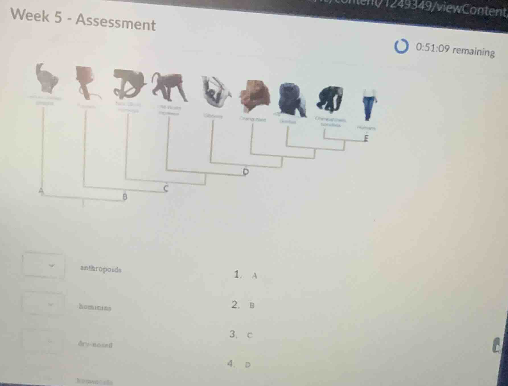 week 5 - assessment 0:51:09 remaining anthropoids 1. a hominins 2. b dr…